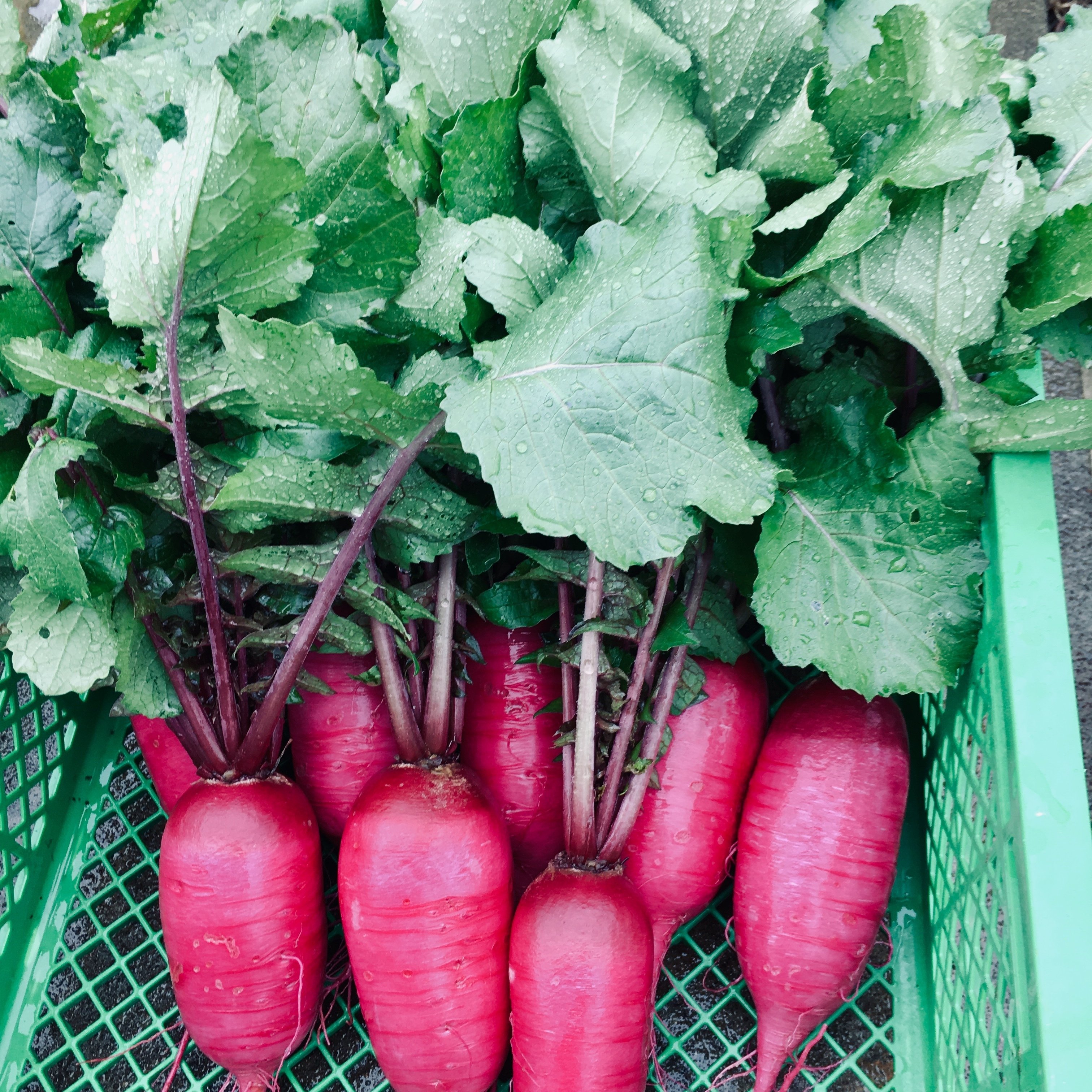 今週のお野菜あれこれ まやひ Note