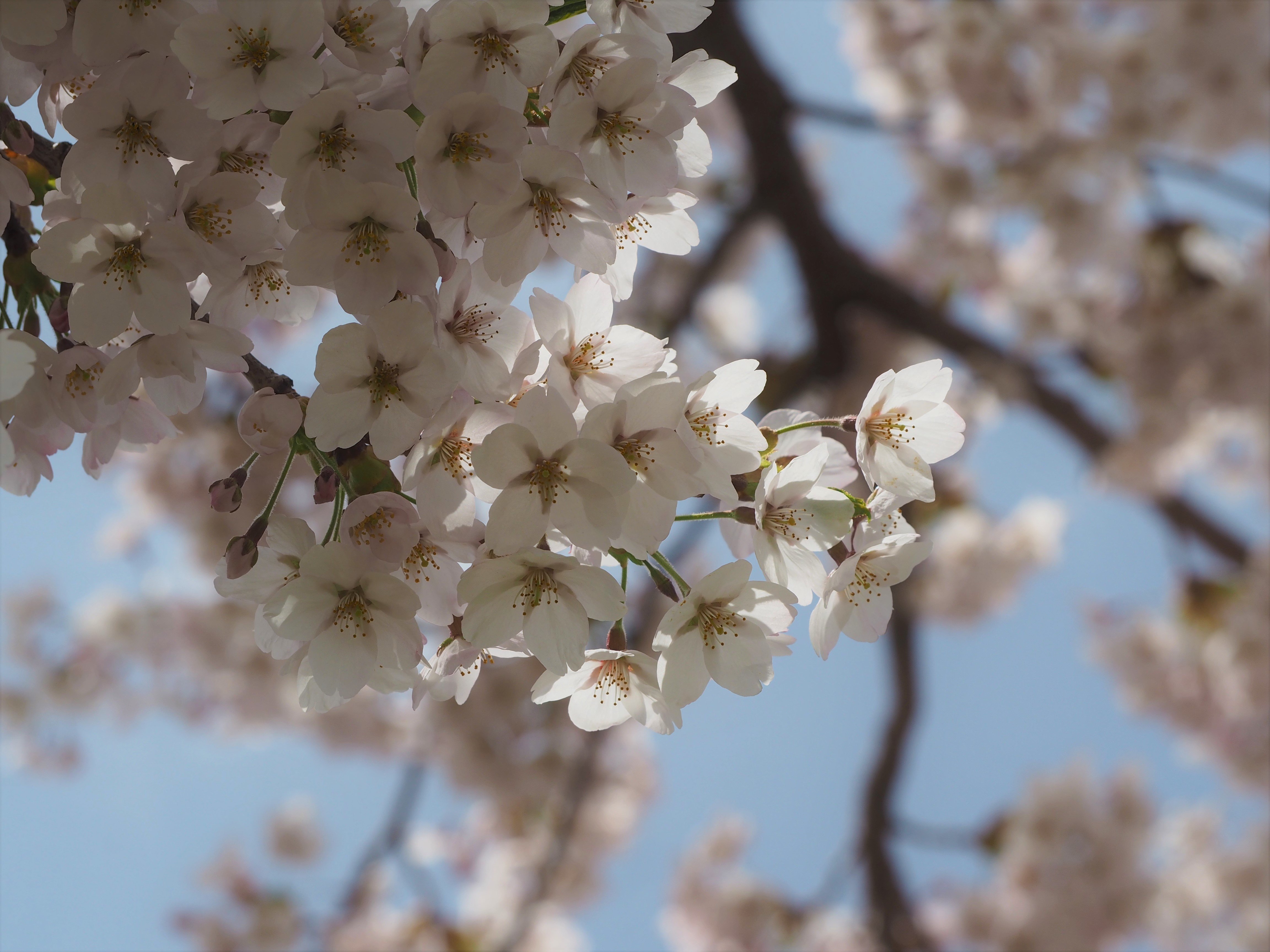 桜で有名な 戸田記念墓地公園 もんちゃん Note 桜で有名な 戸田記念墓地公園 もんちゃん Note