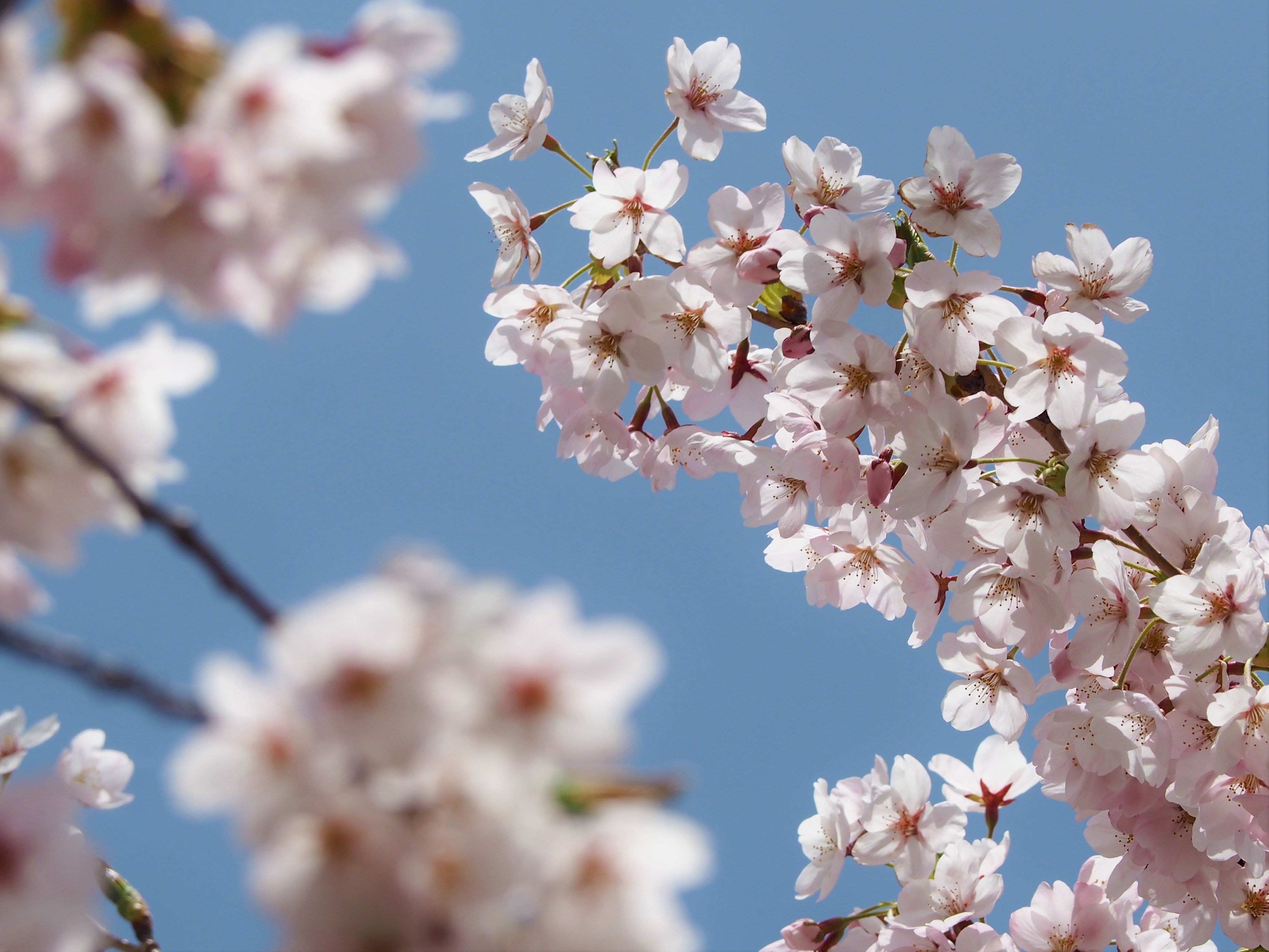 🌸桜で有名な 戸田記念墓地公園｜もんちゃん🌞♒🌛♐ 動物好き🐿｜note