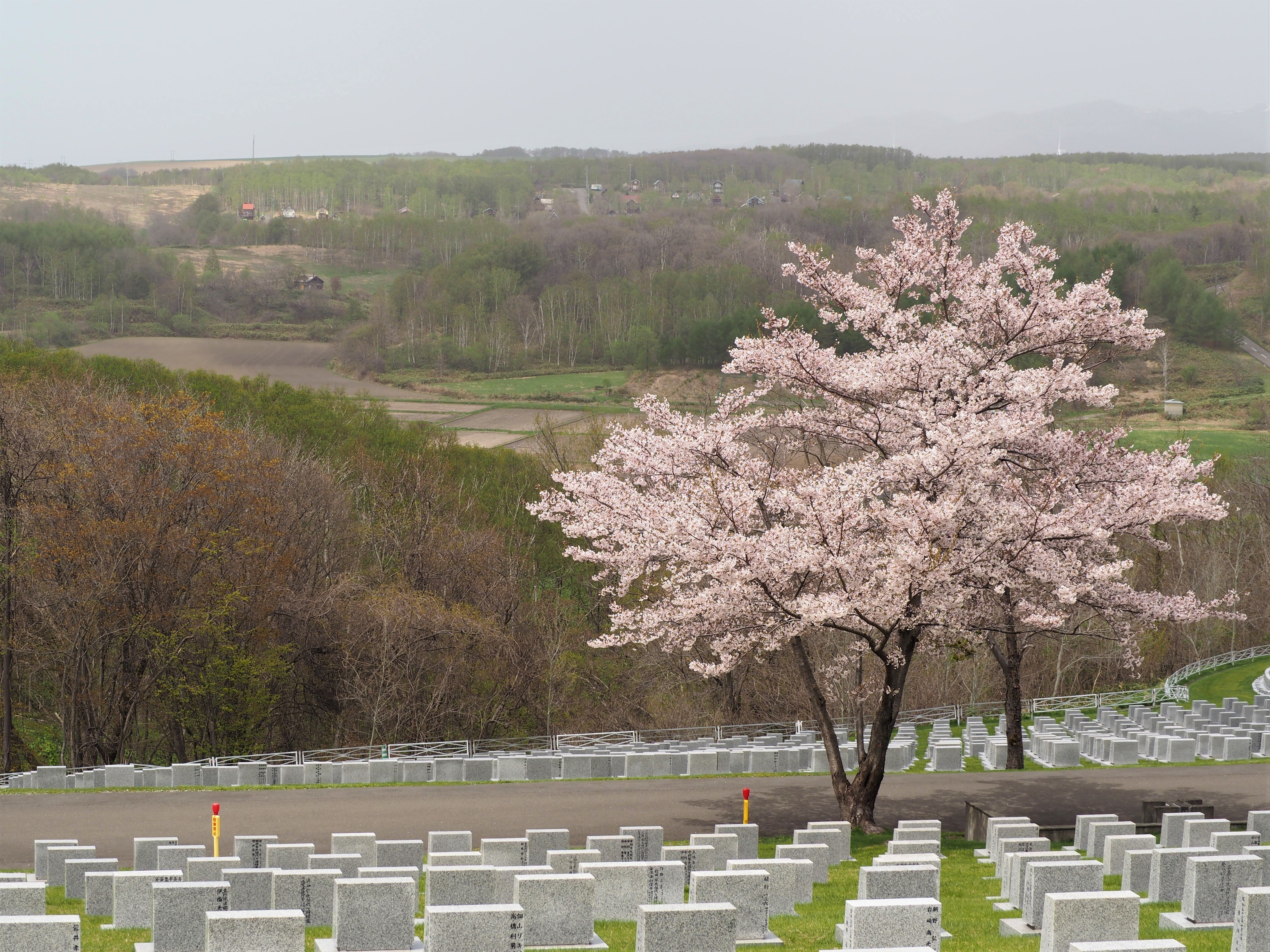 桜で有名な 戸田記念墓地公園 もんちゃん Sun ﾋﾟﾝ ときたら 即 行動のﾁｰﾀ Note
