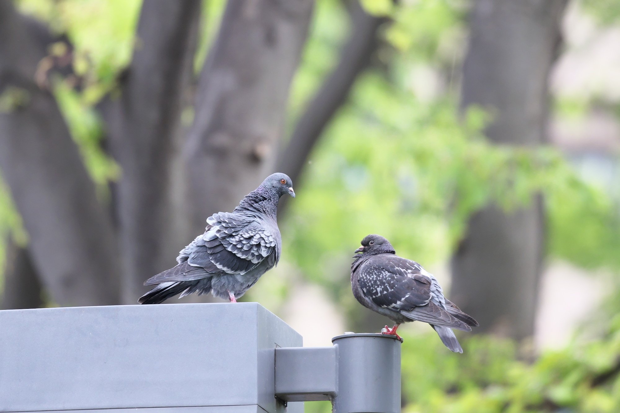 鳩たちの会話ー演奏家写真を生業としています やコメント頂けると励みになります Naoko Nagasawa Note