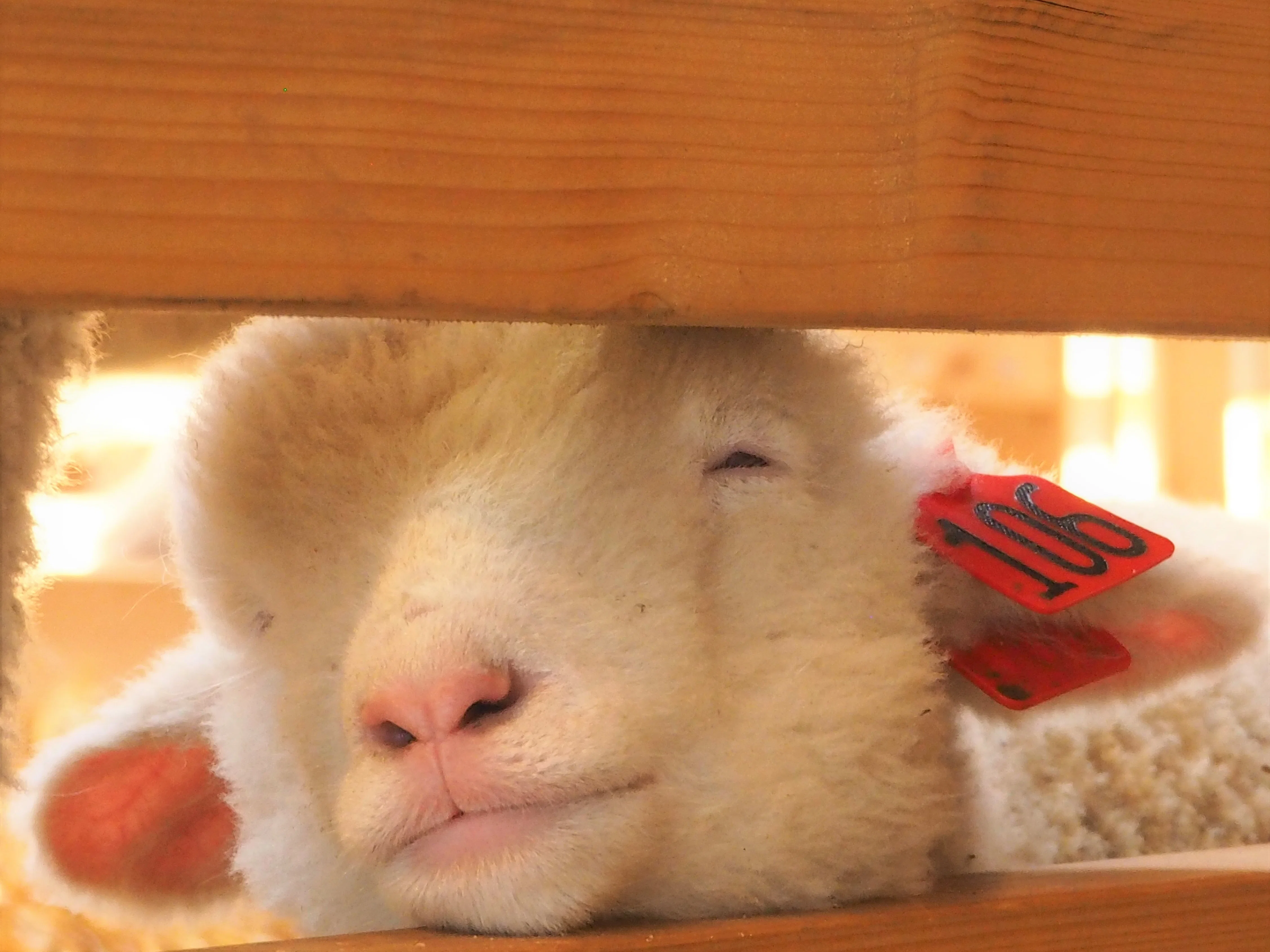 動物 お花や風景に癒される場所 えこりん村 もんちゃん Note