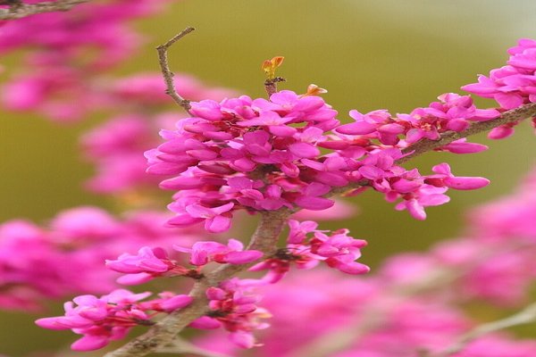 花蘇芳 の新着タグ記事一覧 Note つくる つながる とどける