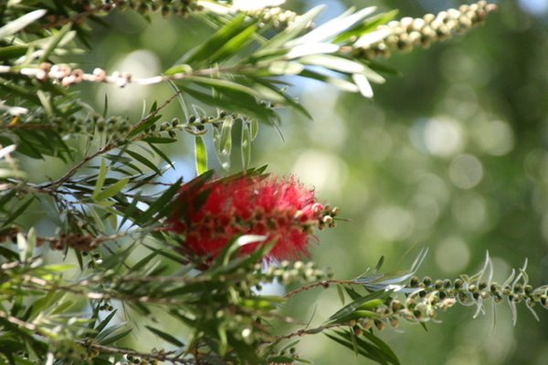 ボトルブラシの花 の新着タグ記事一覧 Note つくる つながる とどける ボトルブラシの花 の新着タグ記事一覧 Note つくる つながる とどける