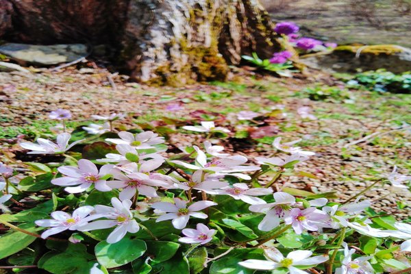 雪割草と花言葉 の新着タグ記事一覧 Note つくる つながる とどける