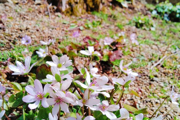 雪割草と花言葉 の新着タグ記事一覧 Note つくる つながる とどける 雪割草と花言葉 の新着タグ記事一覧 Note つくる つながる とどける