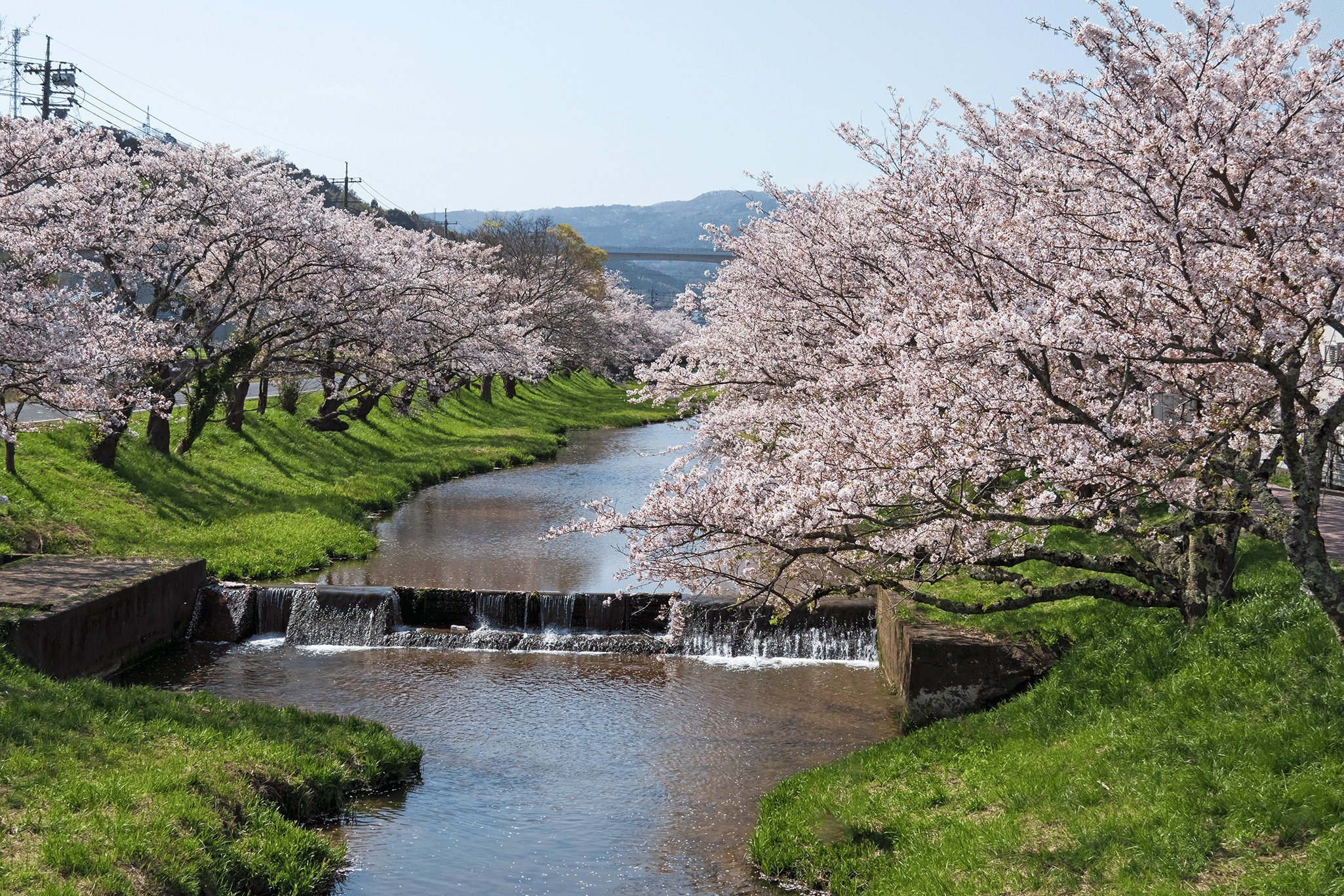 玉造温泉の桜 Keitaro Kitagaki Note