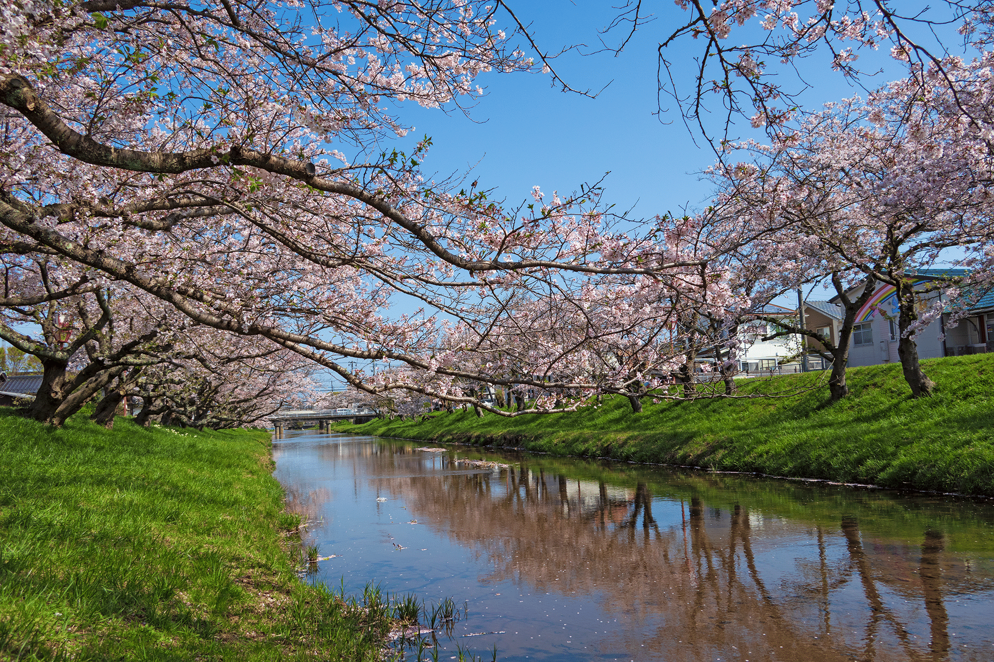 玉造温泉の桜 Keitaro Kitagaki Note 玉造温泉の桜 Keitaro Kitagaki Note