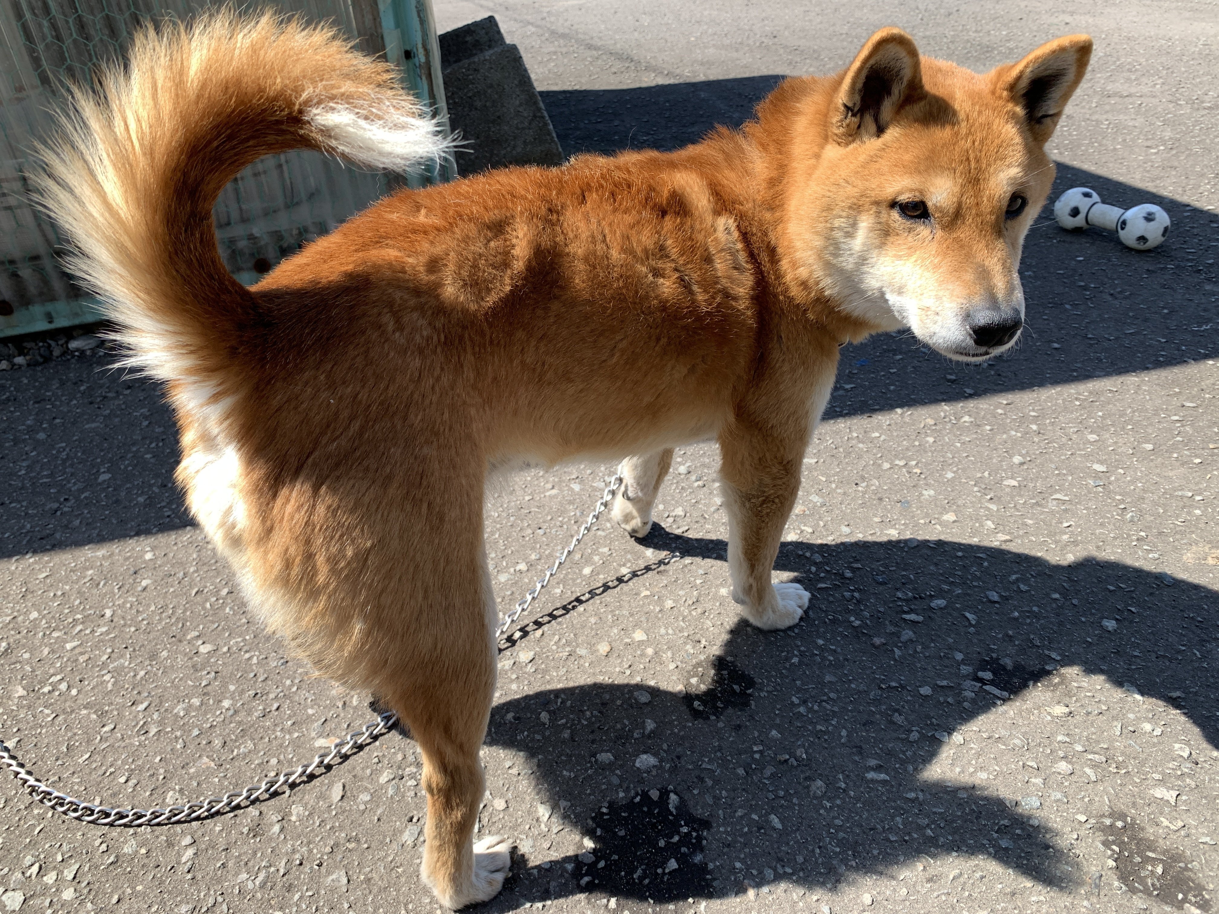 犬 ケン のしっぽ Hbcラジオ 山根あゆみのラジオ業務日誌 Note