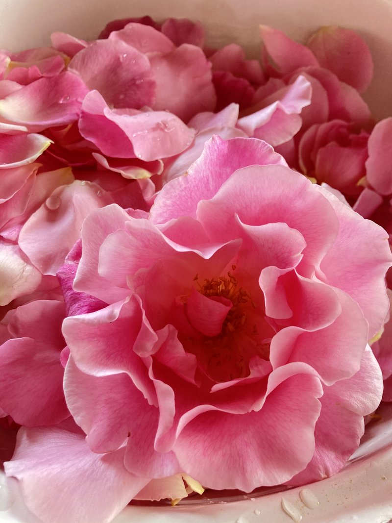 ほんとかわいい薔薇　36輪の花びら250g