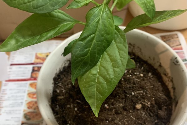 ししとう栽培 の新着タグ記事一覧 Note つくる つながる とどける ししとう栽培 の新着タグ記事一覧 Note つくる つながる とどける