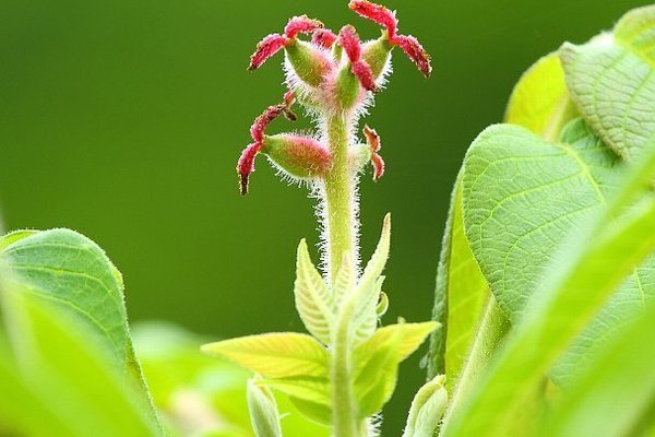 オニグルミ の新着タグ記事一覧 Note つくる つながる とどける オニグルミ の新着タグ記事一覧 Note つくる つながる とどける