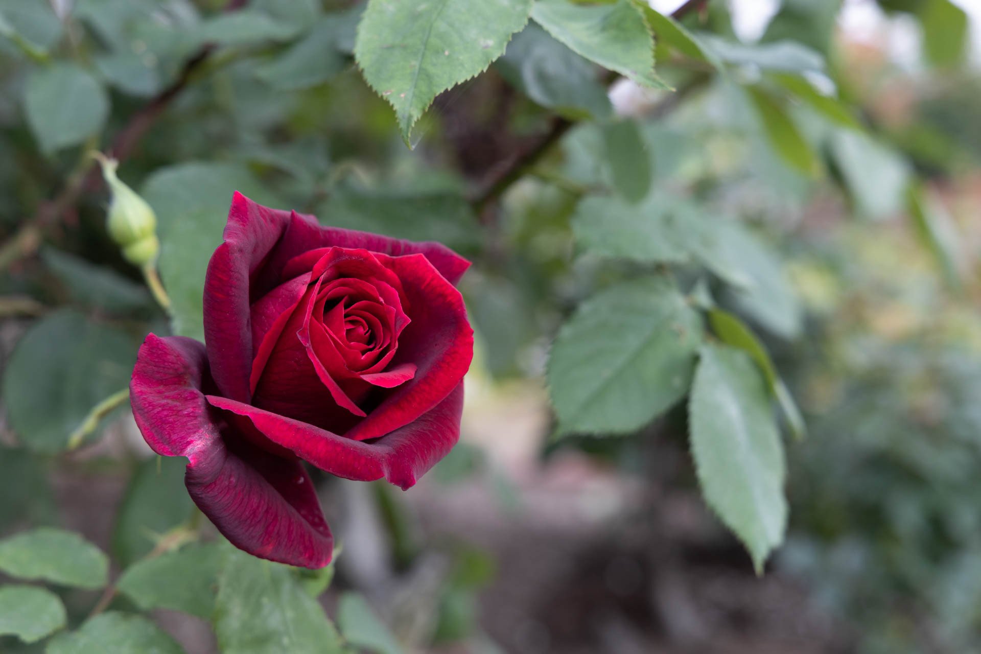 深紅の薔薇 遊歩 Note