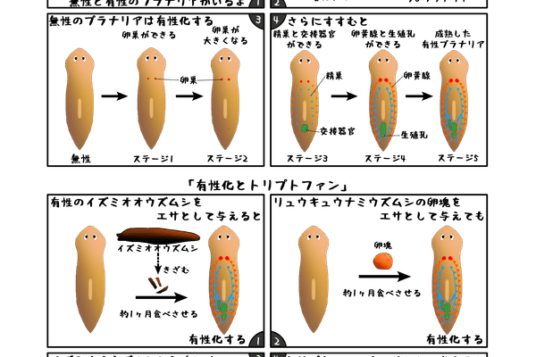 プラナリアの有性化物質 の新着タグ記事一覧 Note つくる つながる とどける プラナリアの有性化物質 の新着タグ記事一覧 Note つくる つながる とどける