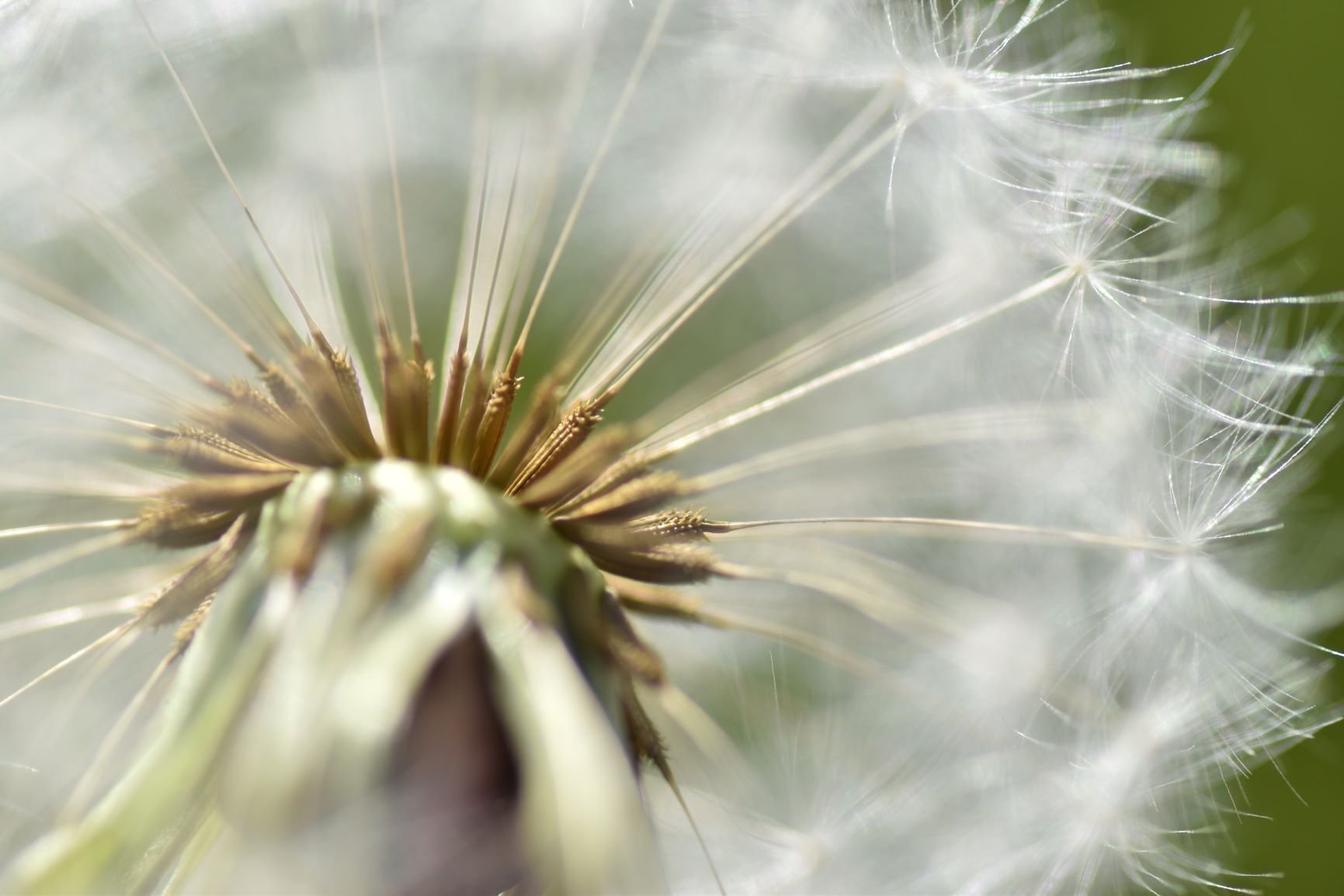 たんぽぽ綿毛であれこれ思うこと スナフ Note