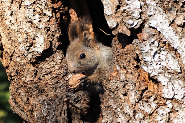 北海道3大かわいい動物 の新着タグ記事一覧 Note つくる つながる とどける