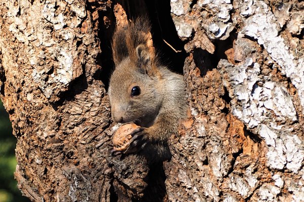 北海道3大かわいい動物 の新着タグ記事一覧 Note つくる つながる とどける 北海道3大かわいい動物 の新着タグ記事一覧 Note つくる つながる とどける