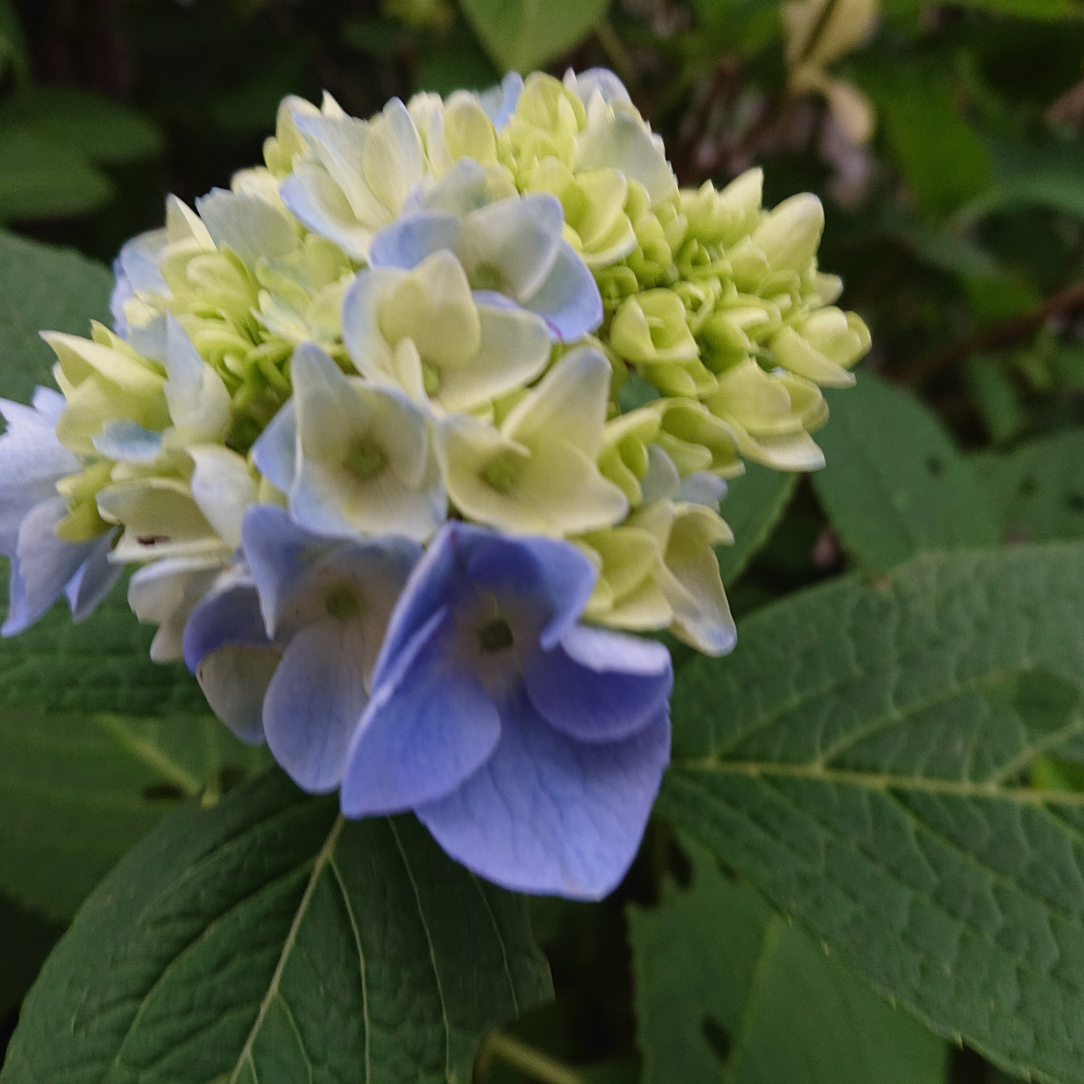 四季の風景 ねね 杏寿 旧ひまわり 洋ちゃん Note 四季の風景 ねね 杏寿 旧ひまわり 洋ちゃん Note
