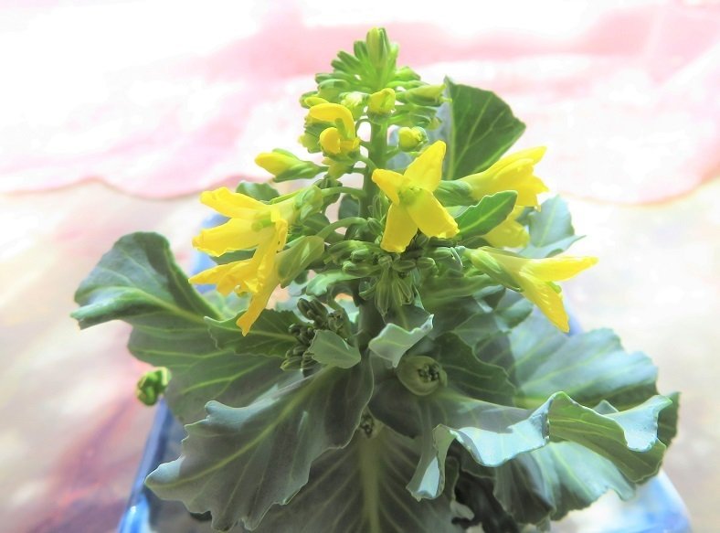 キャベツの花 みさとdx Note