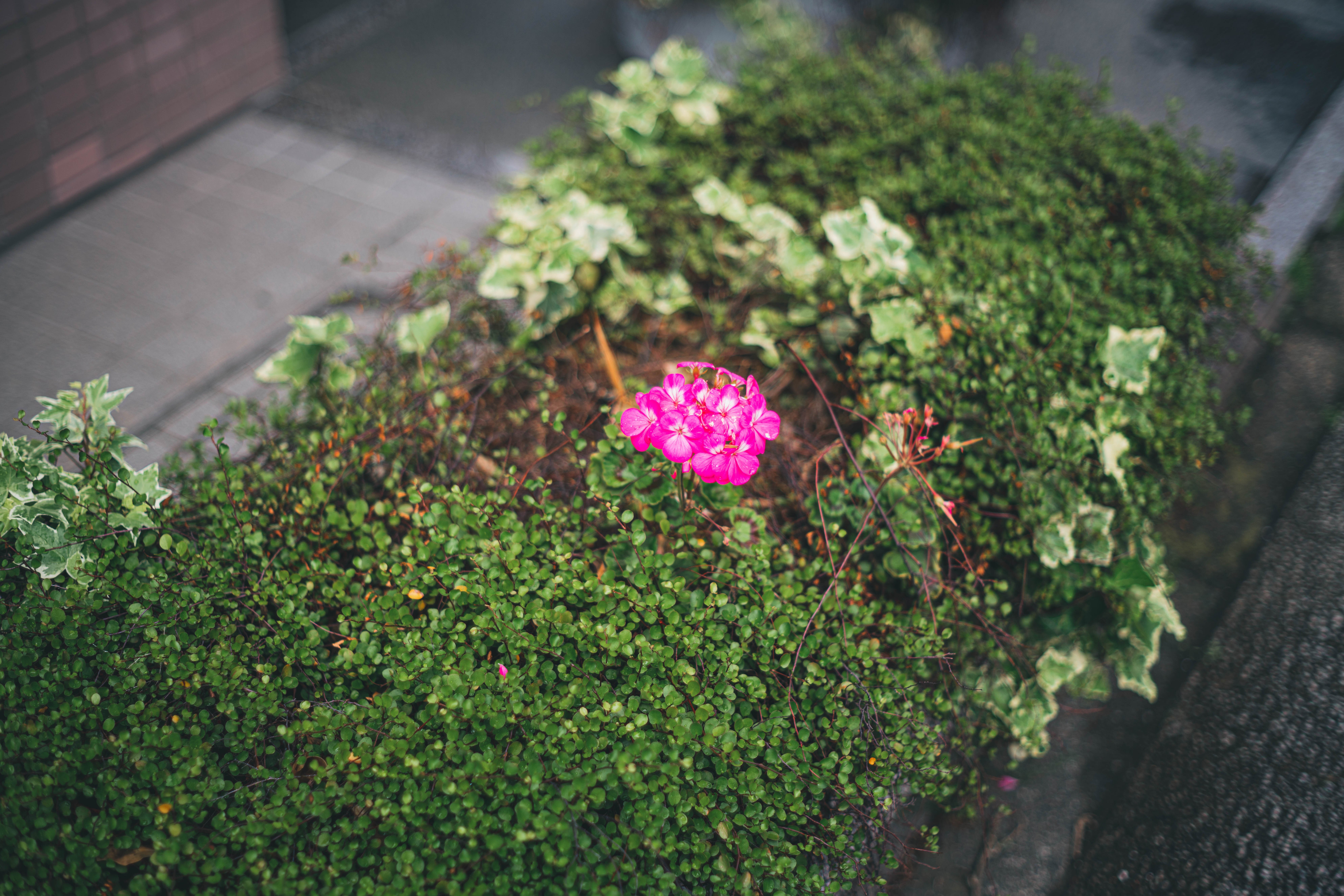 生垣に残った一輪の花 O太郎 Urban Photographer Note