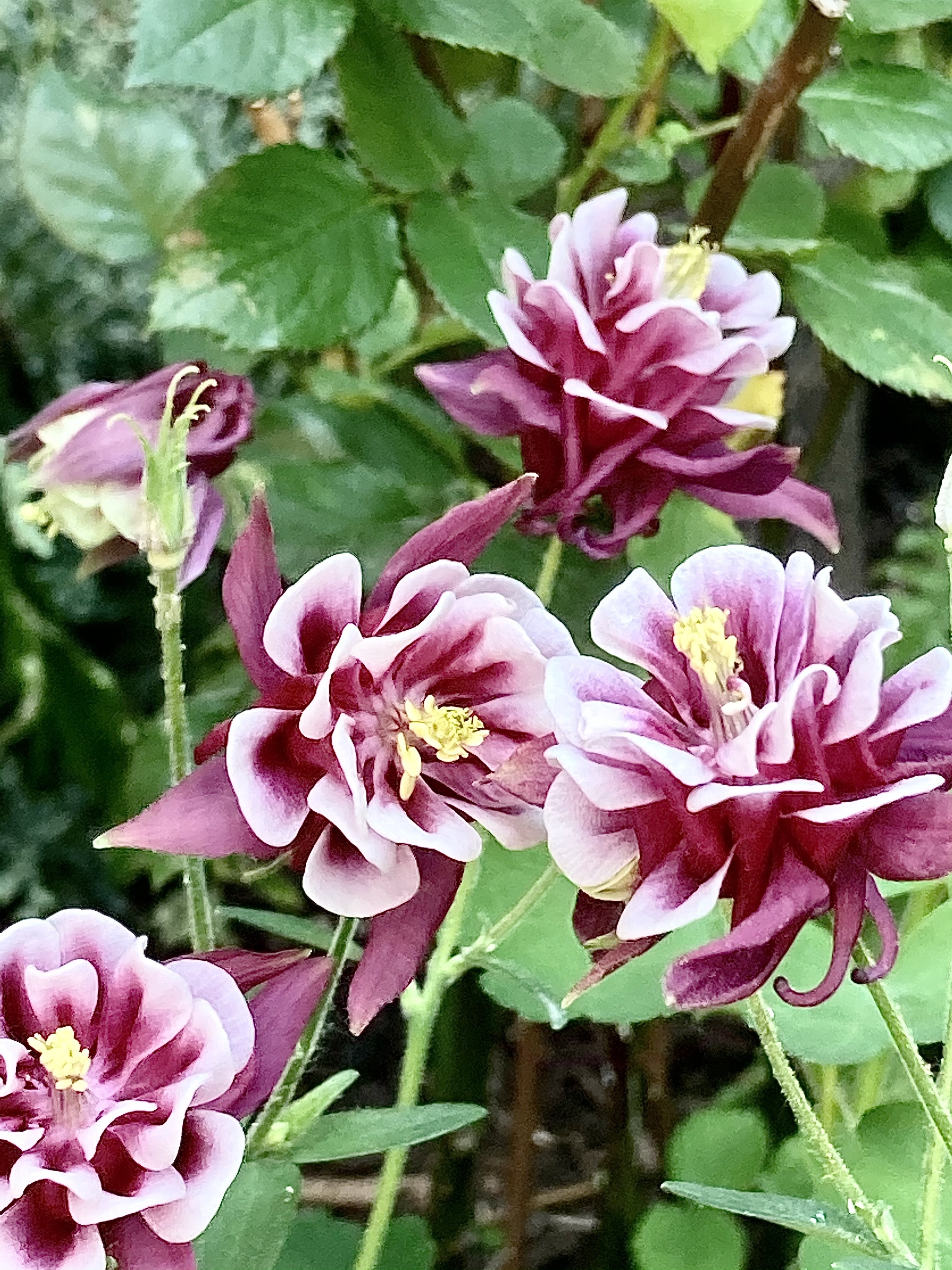 複雑な形の花 Ayuko Hishikawa Millinery Note 複雑な形の花 Ayuko Hishikawa Millinery Note