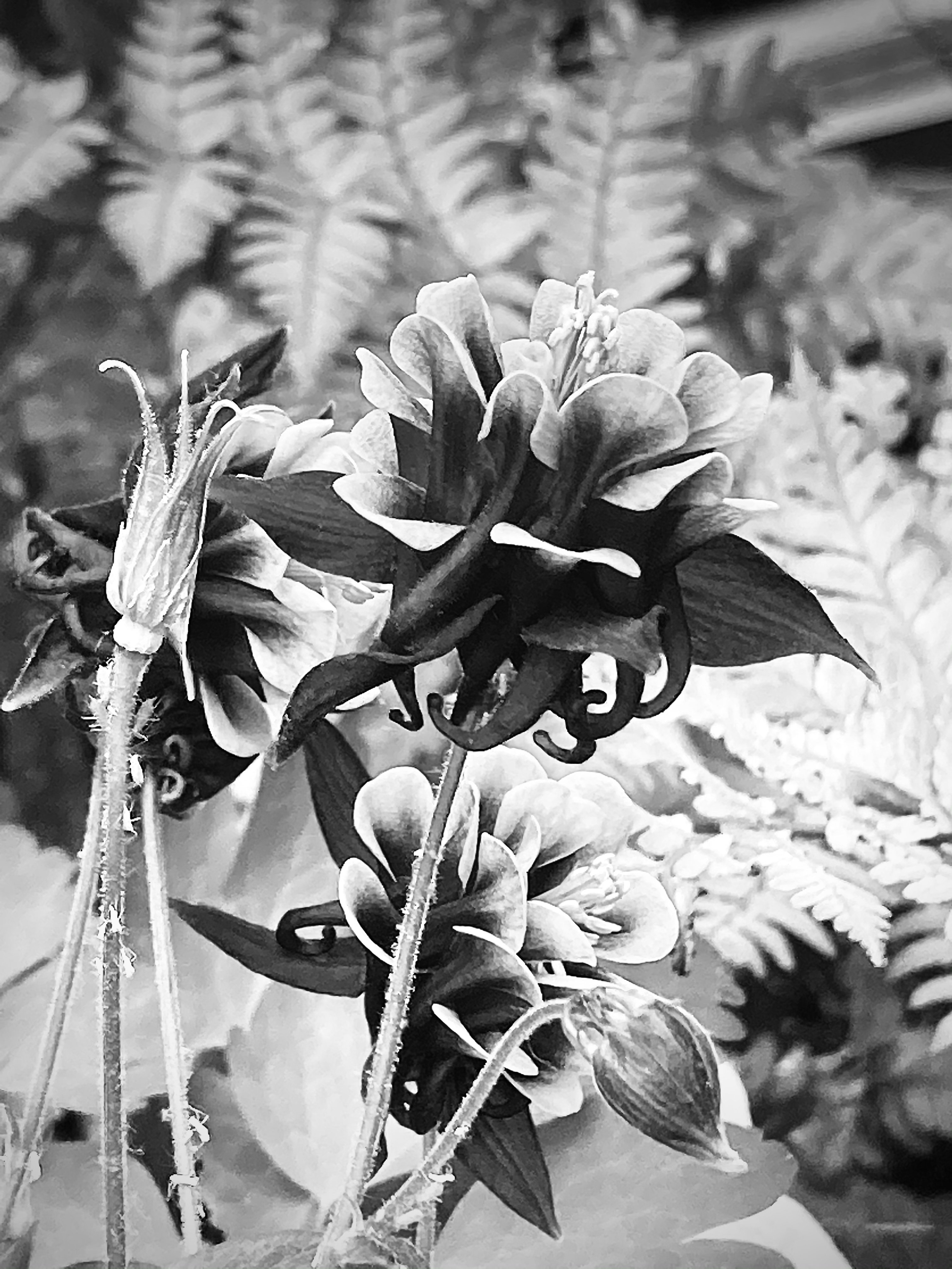 複雑な形の花 Ayuko Hishikawa Millinery Note