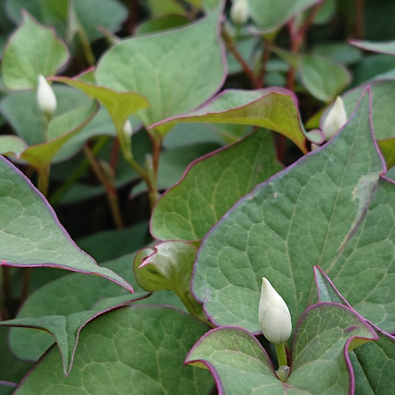 つぼみです。お花の名前はわかりませんが、「どくだみ」の花と紹介しているTwitterを見ました。花が咲くと、また不思議な形をしています。道端のあちらこちらに、今ちょうど満開に近いくらいたくさん咲いています。