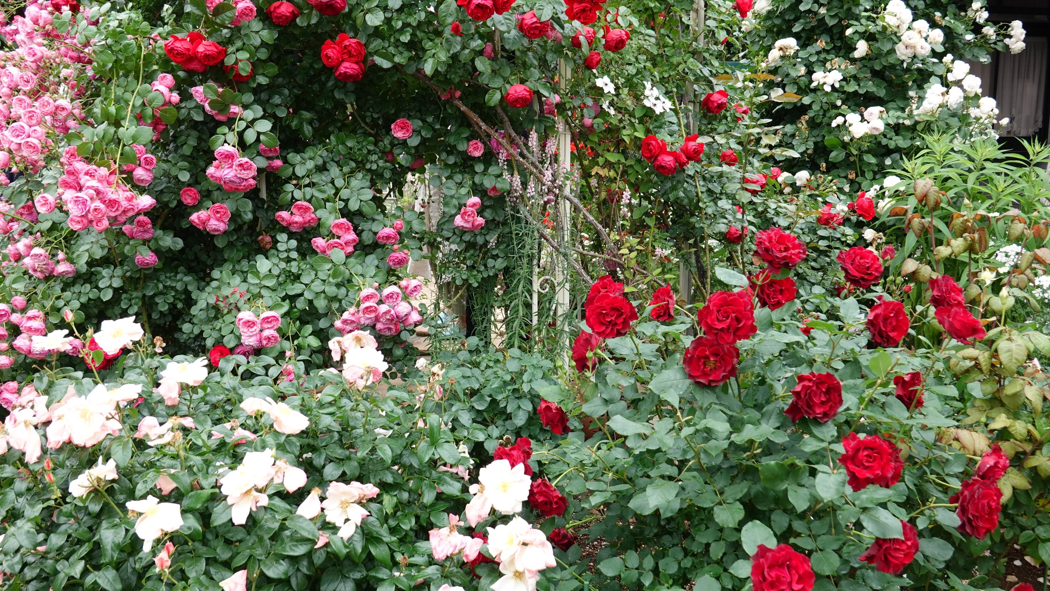 ばらの花集 ひろせmasakazu Note ばらの花集 ひろせmasakazu Note