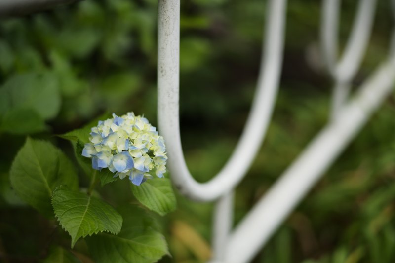 ひょっこり紫陽花。地元は青色が多い