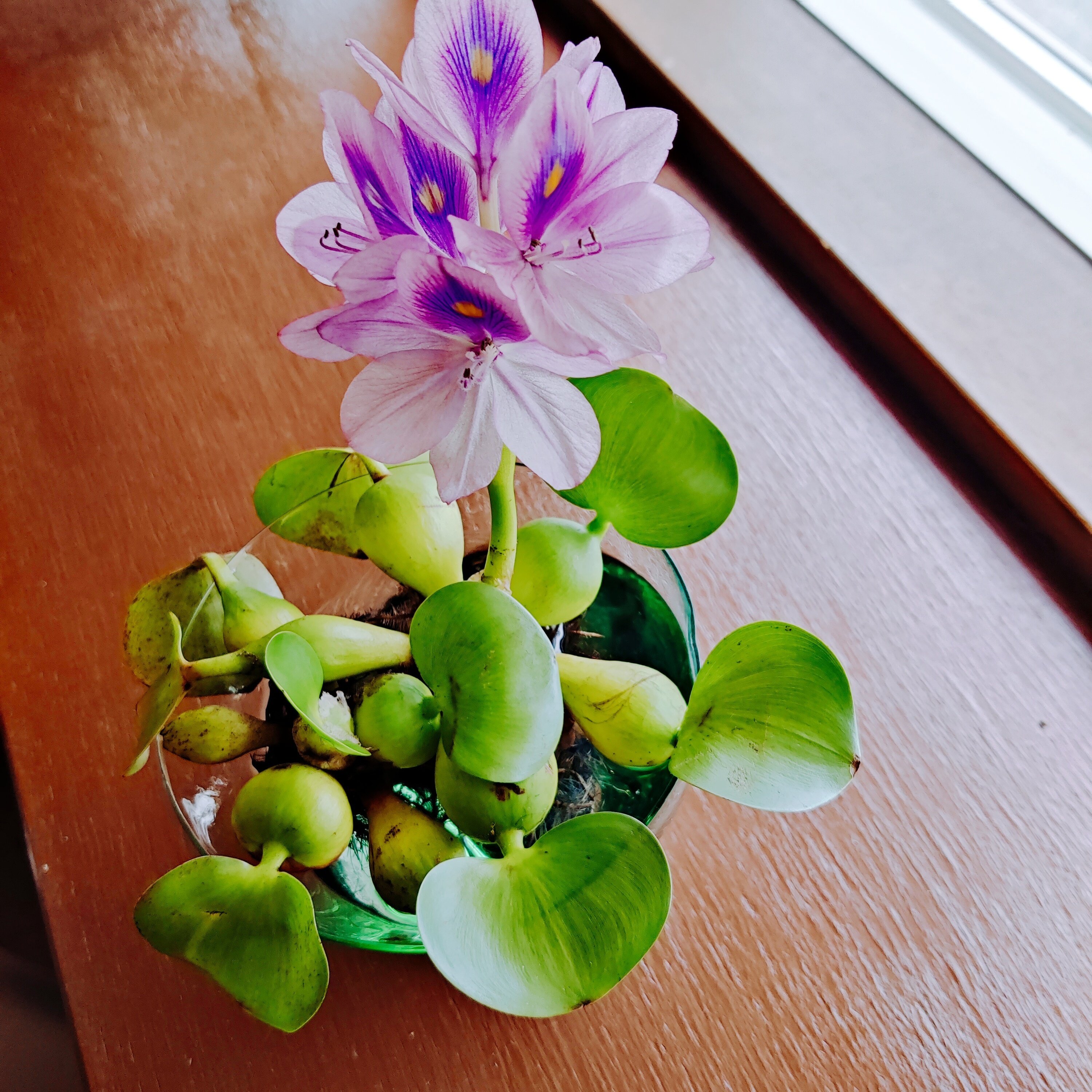 季節のガーデニング 修家大雄 レストラン ラ フェ Note