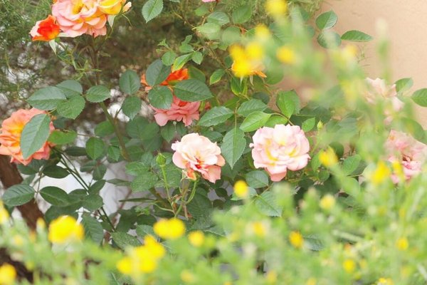 エニシダ の新着タグ記事一覧 Note つくる つながる とどける エニシダ の新着タグ記事一覧 Note つくる つながる とどける