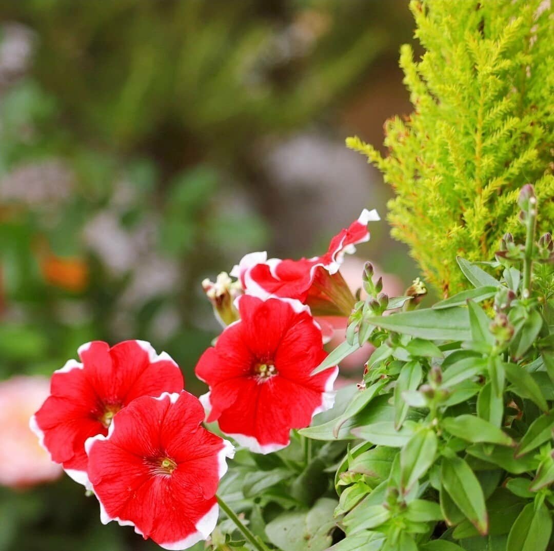 季節のガーデニング 修家大雄 レストラン ラ フェ Note