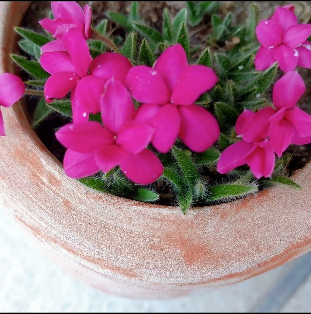 季節のガーデニング 修家大雄 レストラン ラ フェ Note