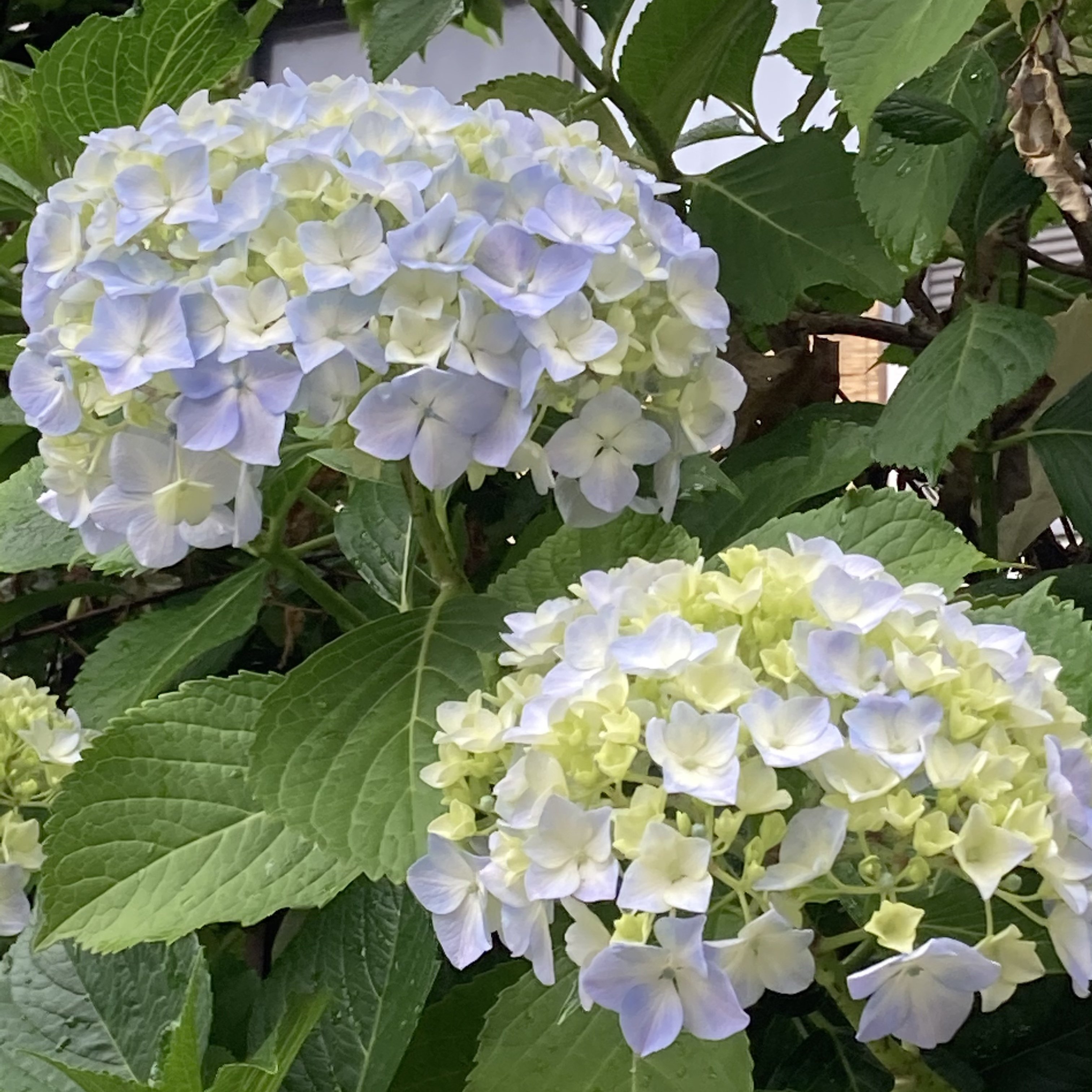 あなたのつむじは右回り 左回り やすたにありさ Note あなたのつむじは右回り 左回り やすたにありさ Note