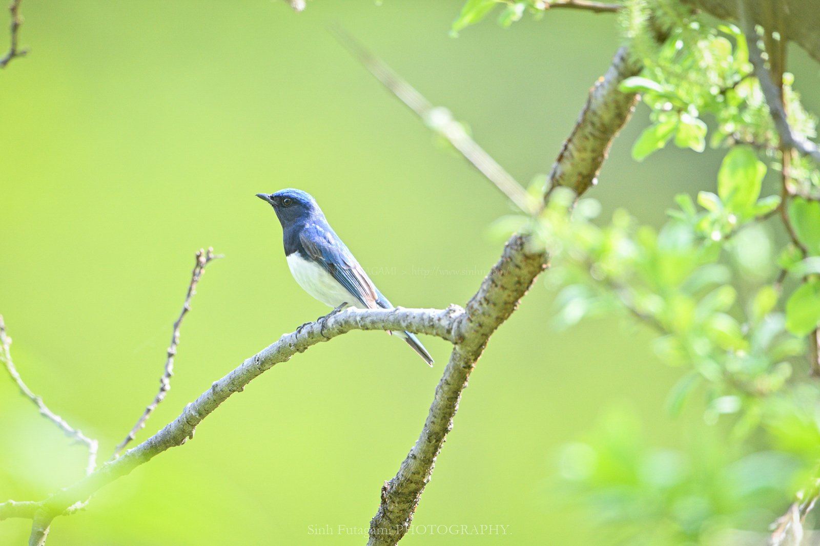今年の新緑と、青い鳥。｜Sinh