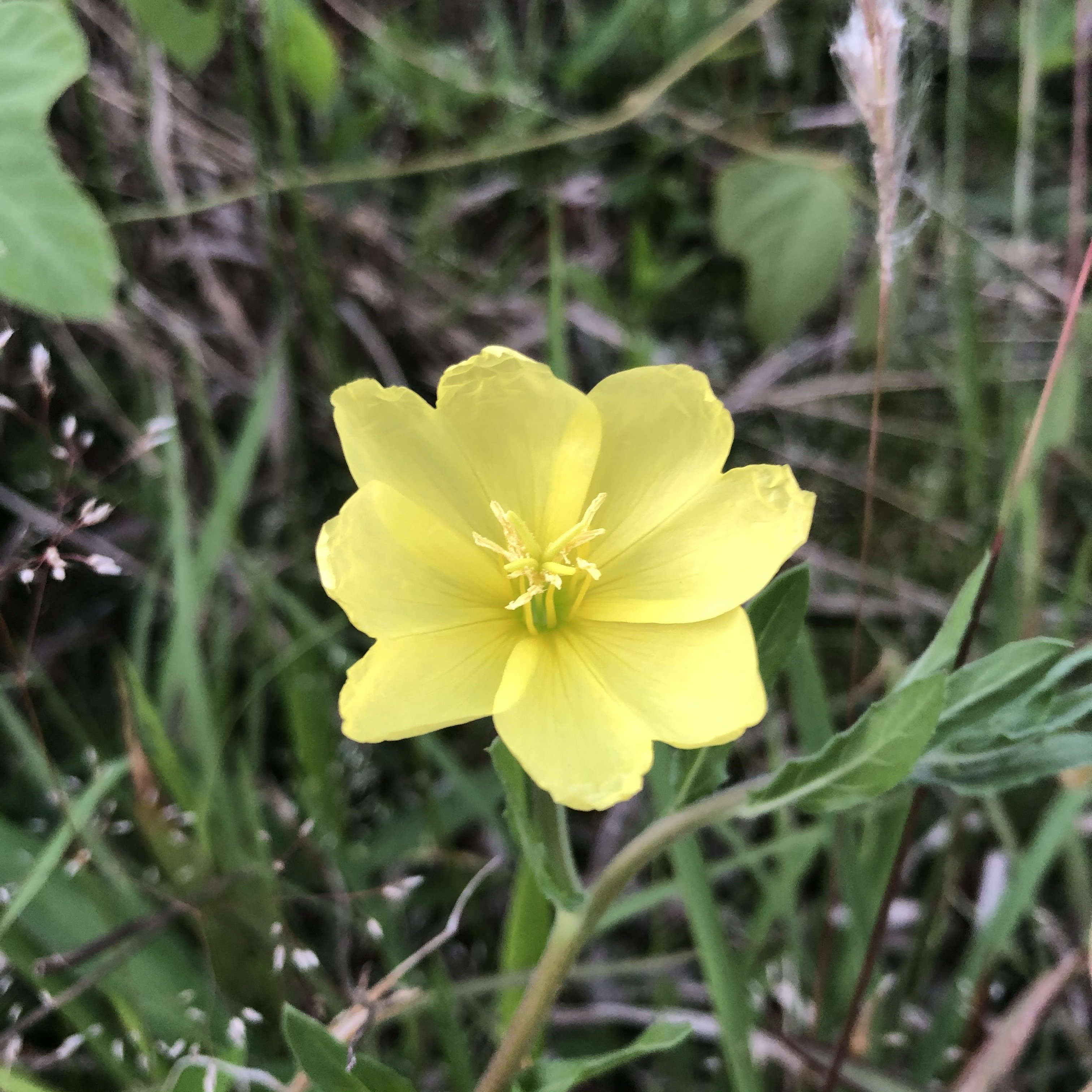 道端の花 Nisseicreate0406 山福 Note 道端の花 Nisseicreate0406 山福 Note