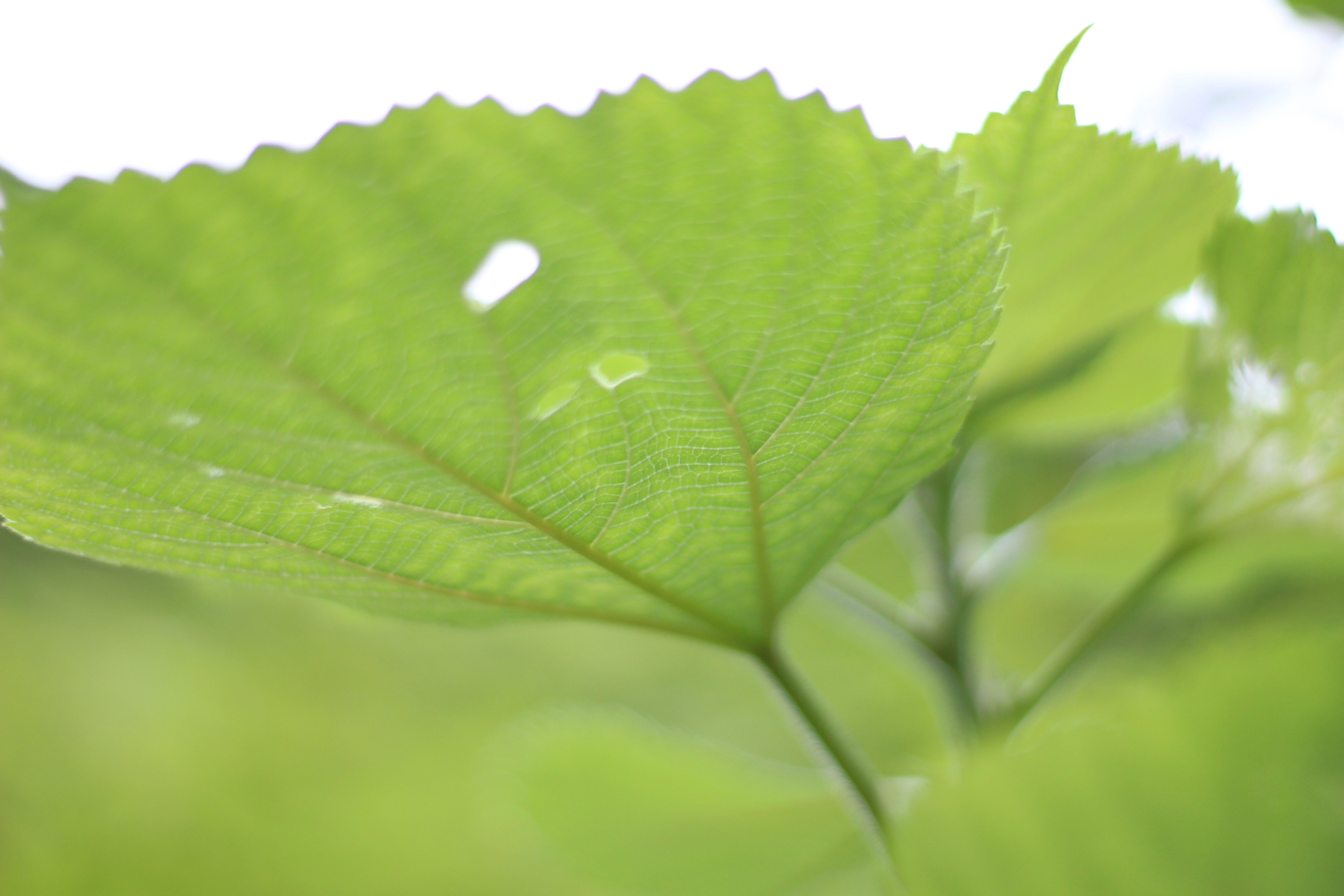 人気ダウンロード 虫食い草 虫食い草 Gazojpvalue 人気ダウンロード 虫食い草 虫食い草 Gazojpvalue