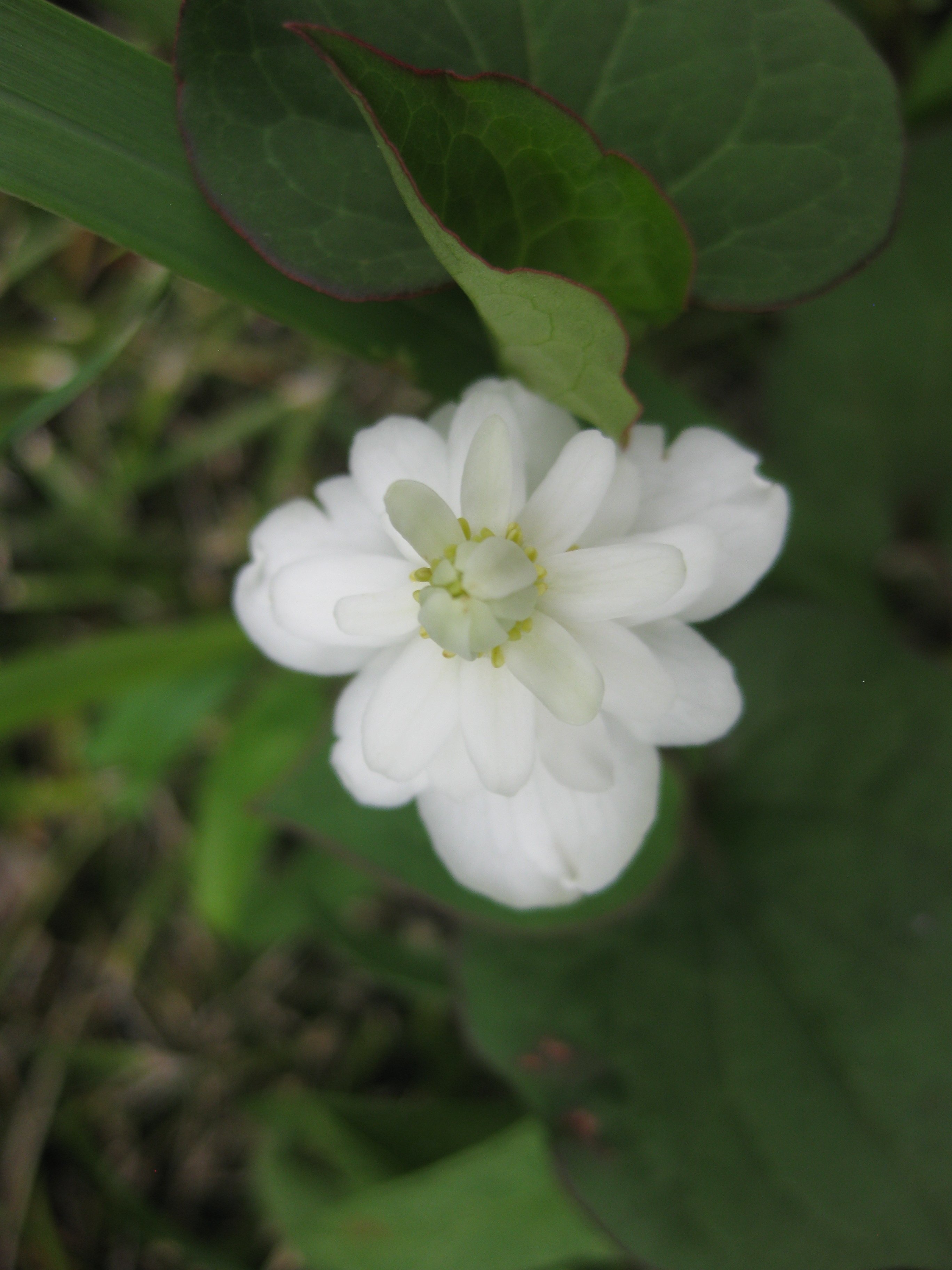 八重咲きのドクダミの花 ヤエドクダミ Soufu そうふ Note