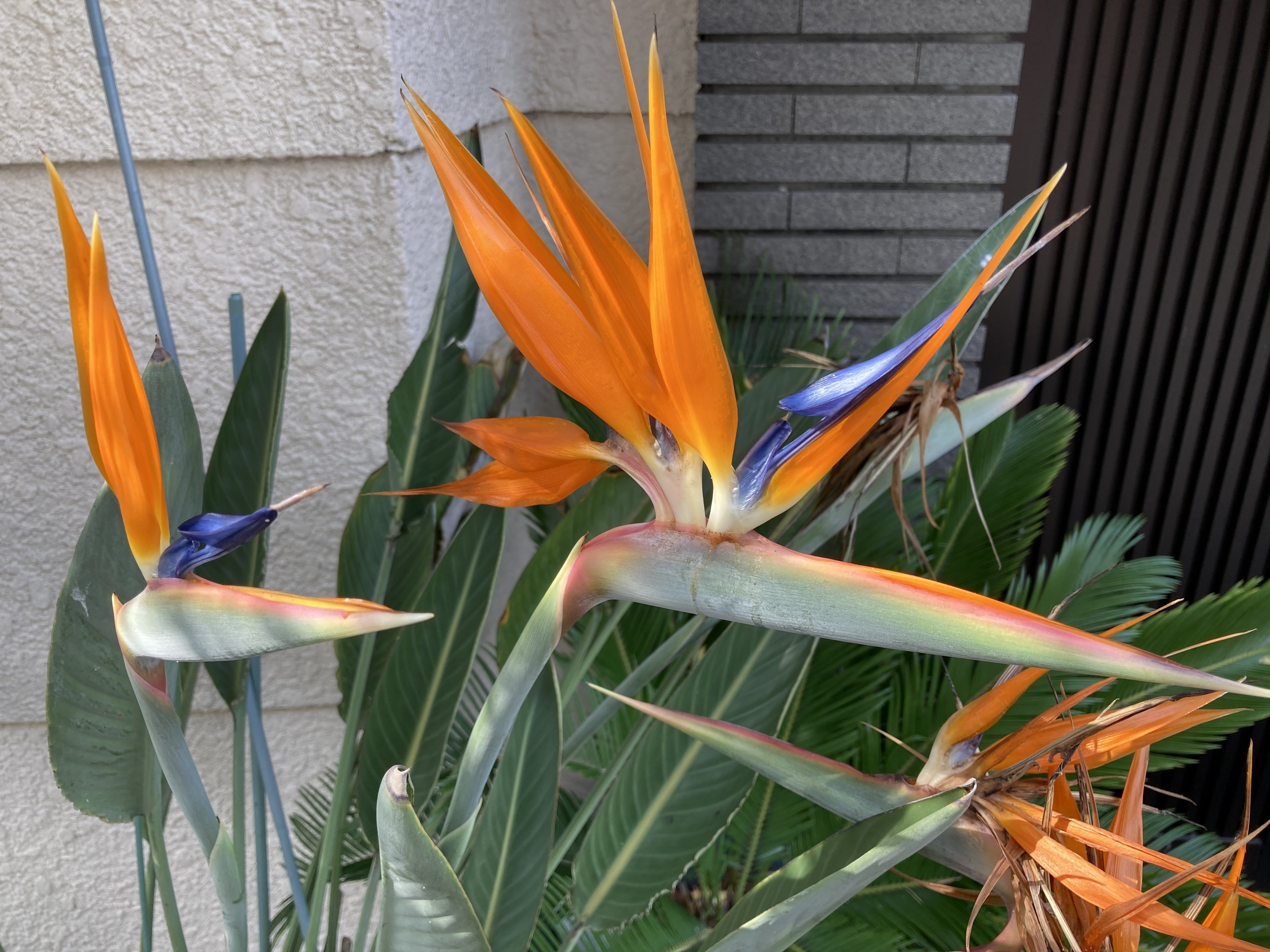 綺麗な鳥 トサカ みたいな花 Toshiwa57 Note 綺麗な鳥 トサカ みたいな花 Toshiwa57 Note