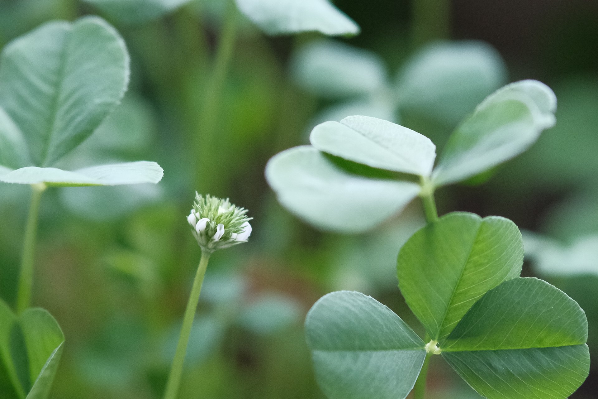 よく見るとマメ科らしい花の形してる ハタモト Note よく見るとマメ科らしい花の形してる ハタモト Note