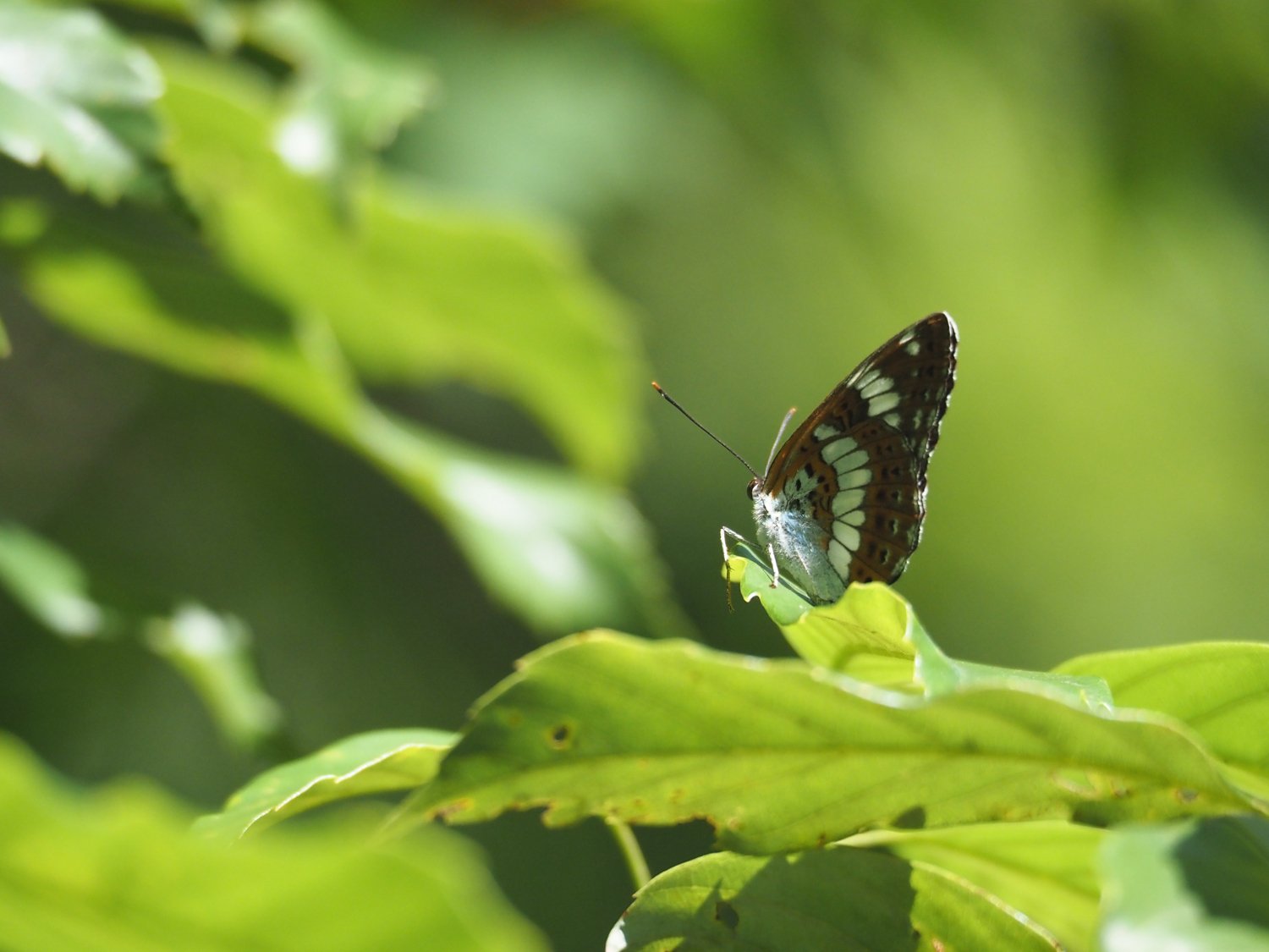 水飲み場の蝶たち＠いつもの森｜毒多