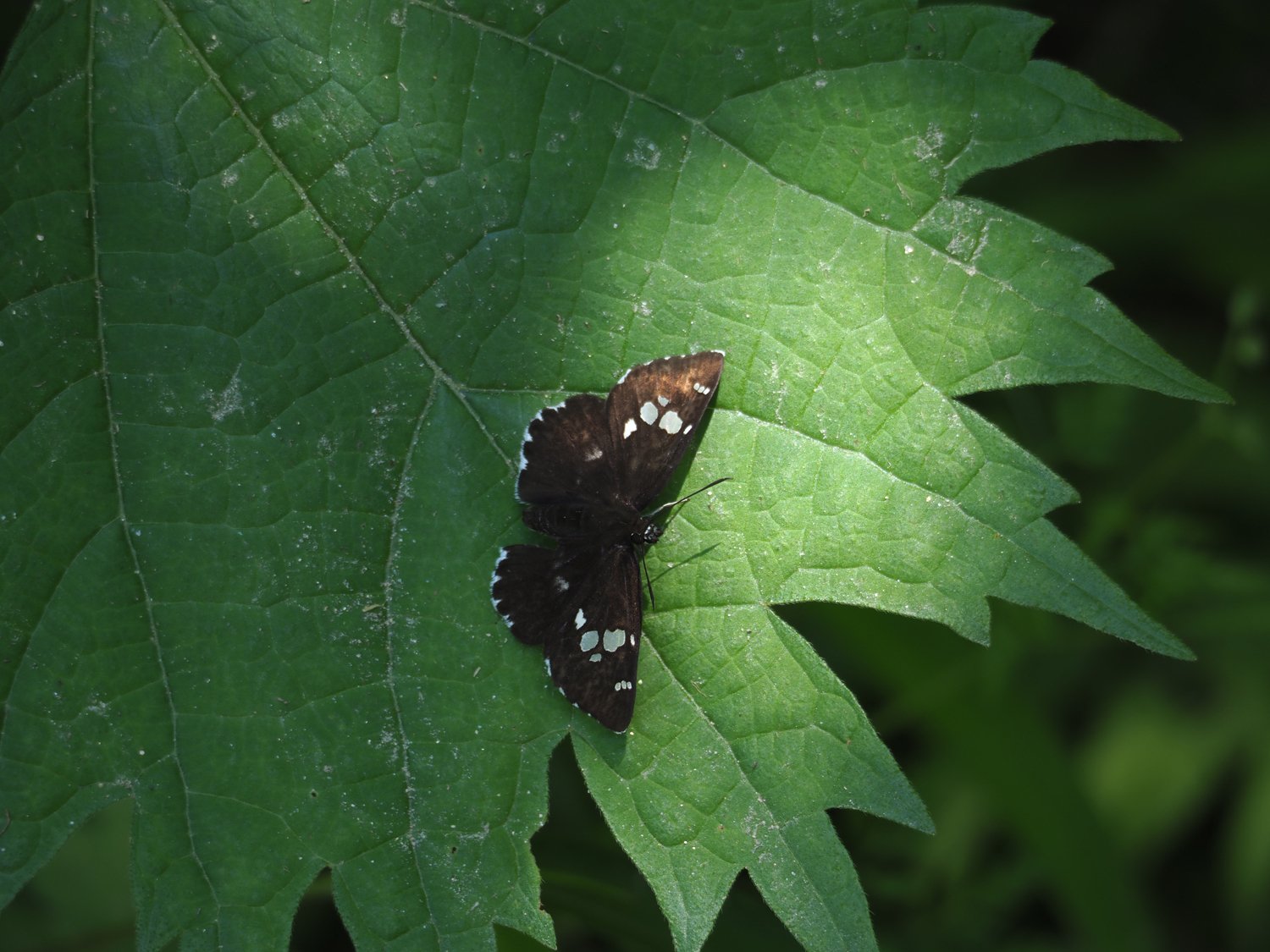水飲み場の蝶たち＠いつもの森｜毒多
