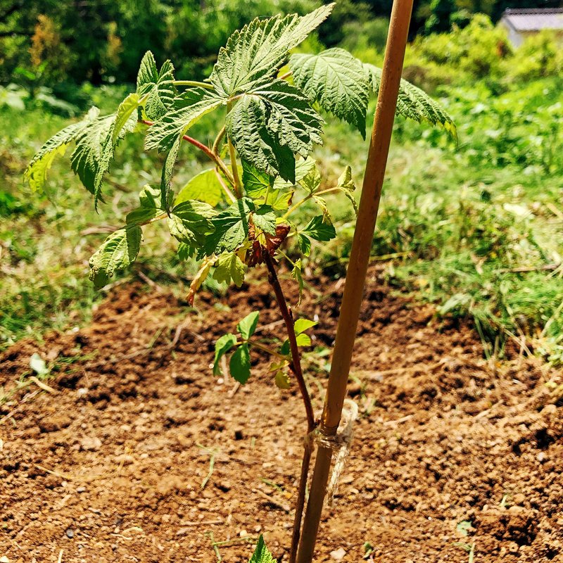 きょうは少しだけ自分の中の小さな自然と向き合う時間。果樹でも野菜でも、自分が少しだけ手をかけて（かけすぎも良くない）付き合ってると、すごく「対等」だなと思う。表現が難しいのだけど。人間の世界の対等とも少し違って、なんていうかお互いシンプルに「生き物」として向き合えてる感じ。それが心地いい。そんなの果樹や野菜のほうは、どう思ってるかはわからない。でもまあ、なんとなく嫌われてはないんだなというのがわかればそれでいい。