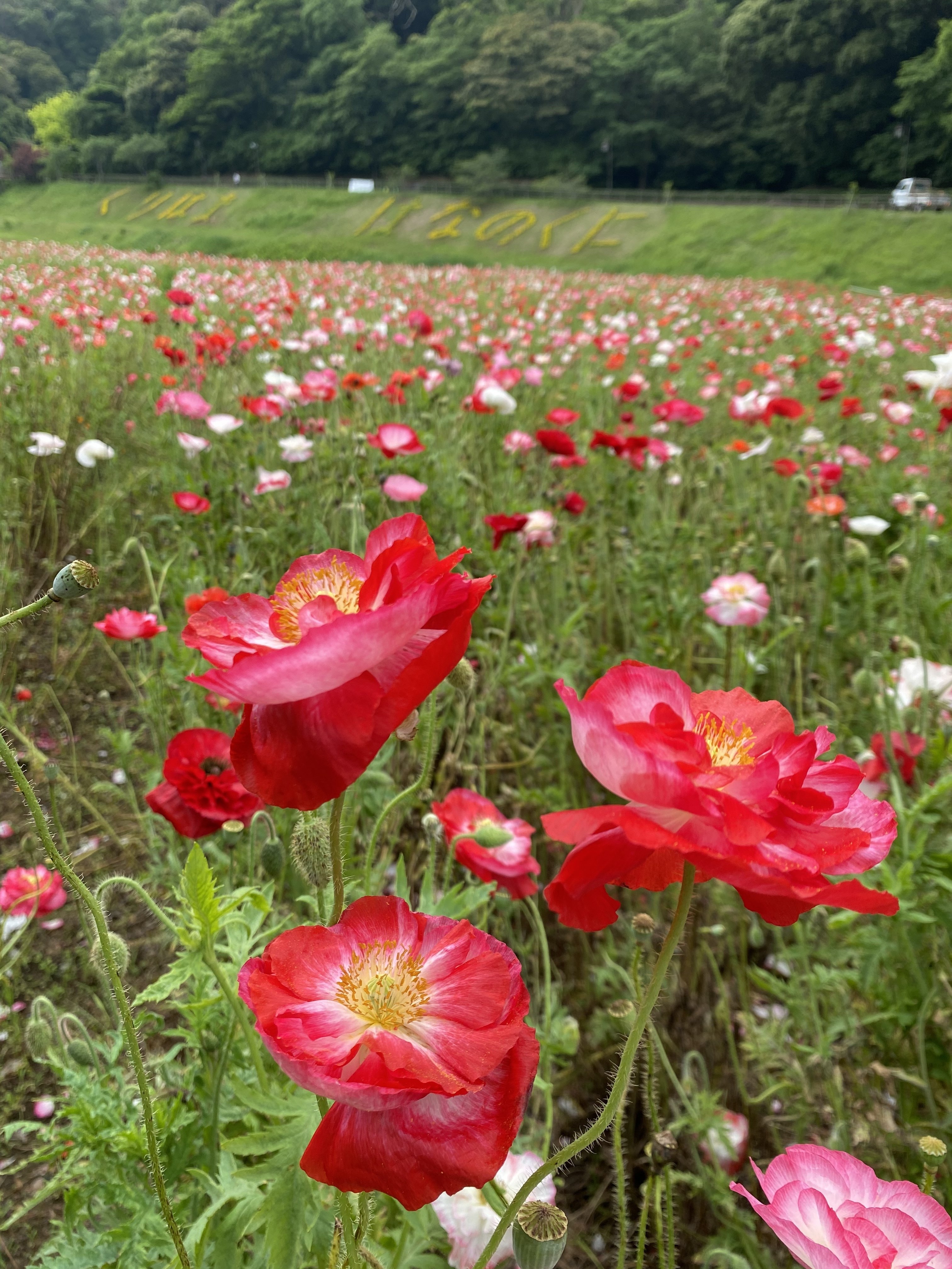 ポピーの花畑 バランス 中年太りから脱却しようとするアラフォー中年男子 Note