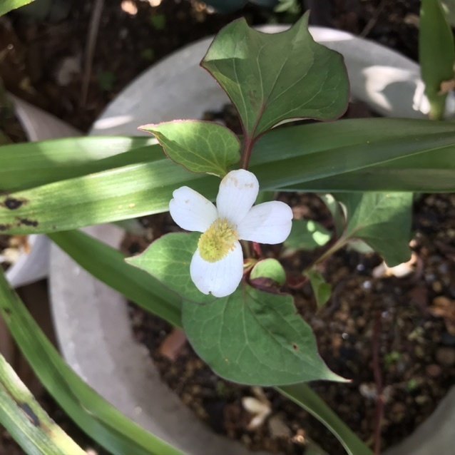 ドクダミ Marukomekko Note