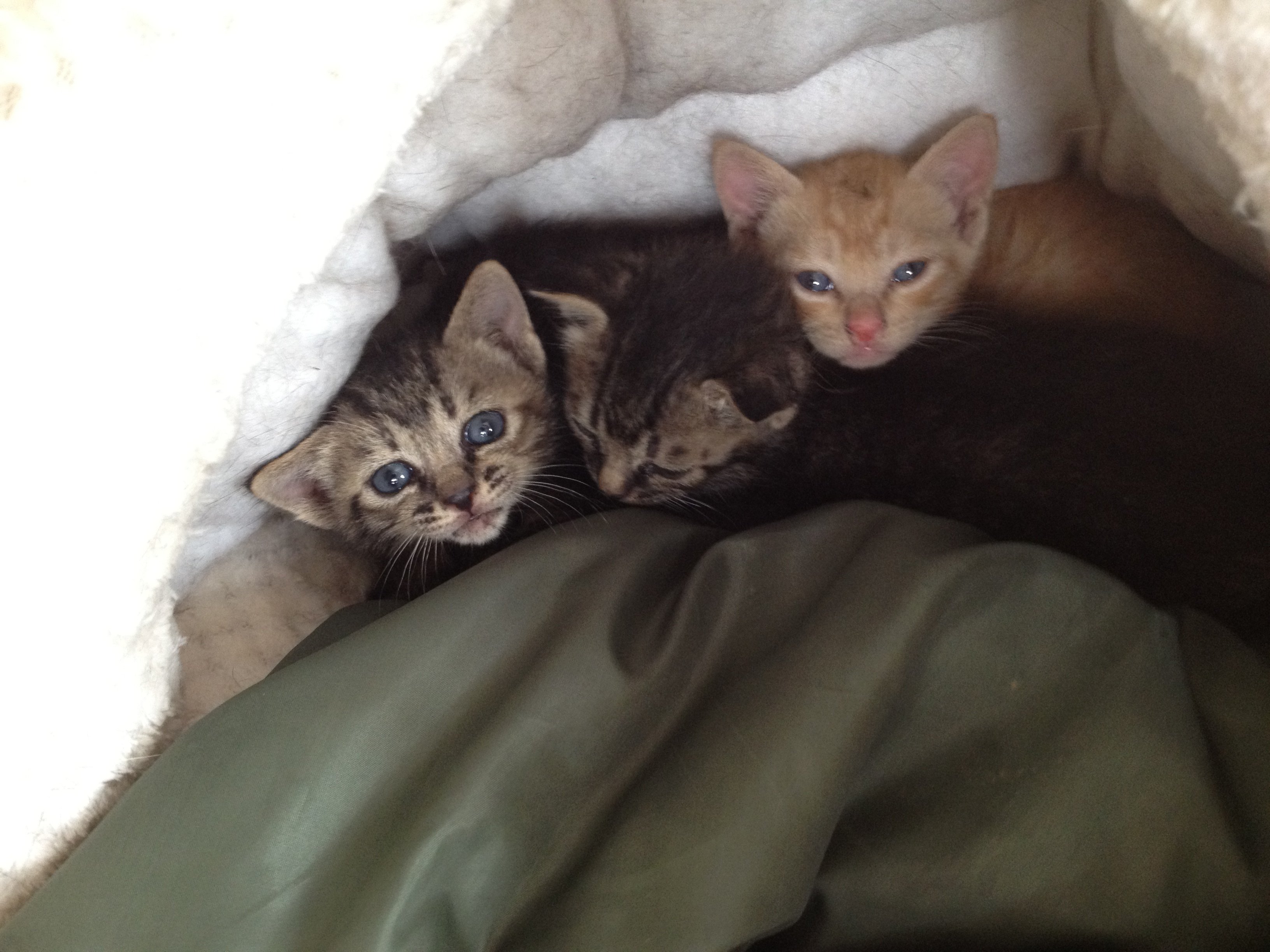 かわいい子猫預かりました ミャー まだ1ヶ月未満かな Npo法人あおぞら Note かわいい子猫預かりました ミャー まだ1ヶ月未満かな Npo法人あおぞら Note