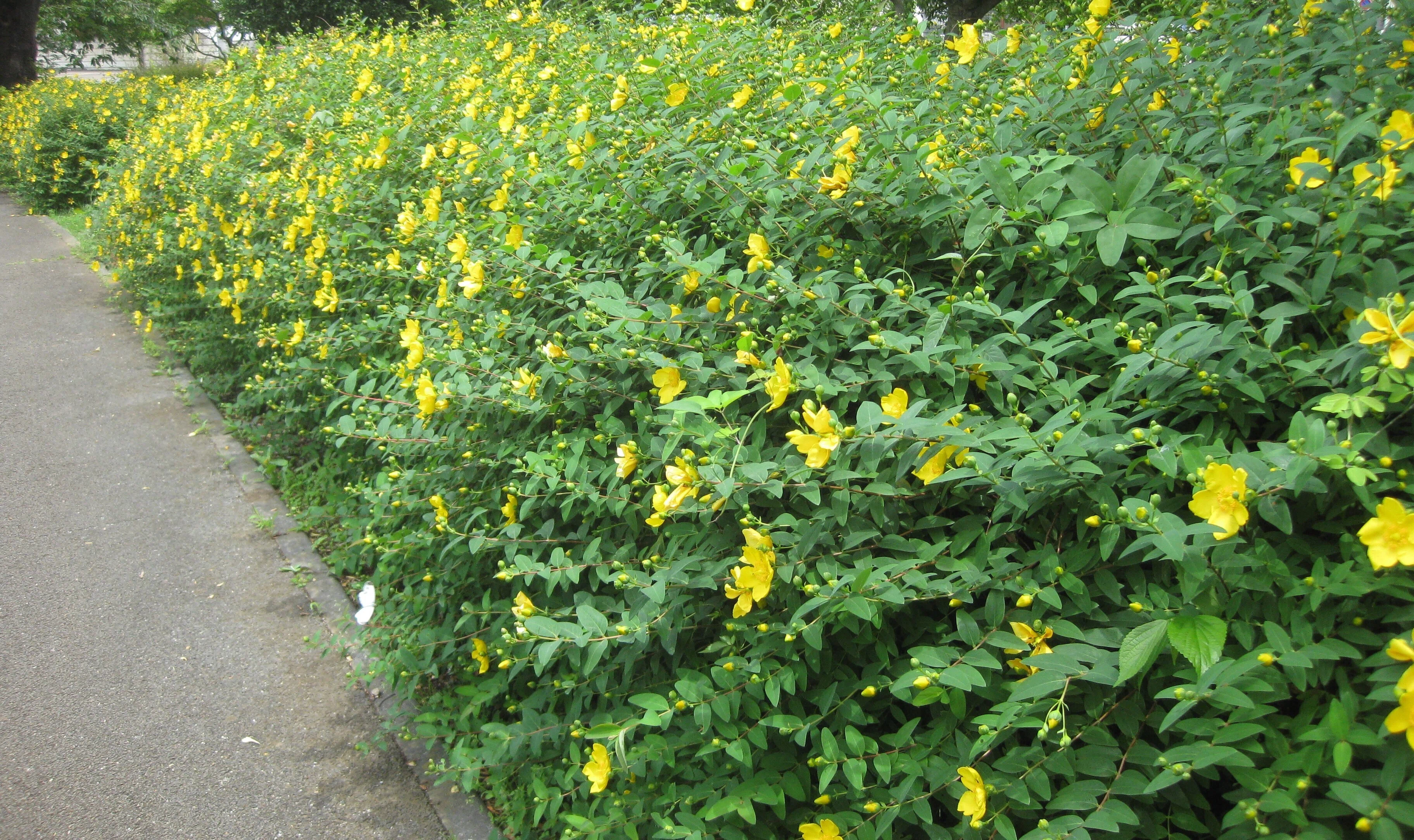 初夏を彩る金糸梅 キンシバイ の花 Soufu そうふ Note