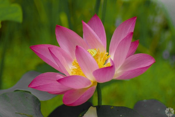 洪湖紅蓮 の新着タグ記事一覧 Note つくる つながる とどける