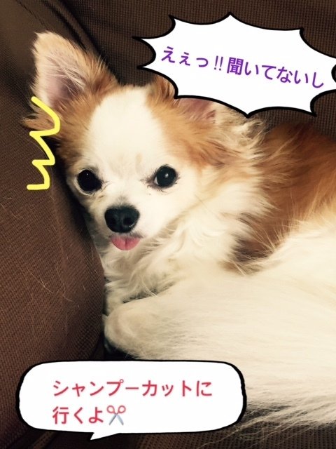 5ミリバリカン Sorairo Note 5ミリバリカン Sorairo Note