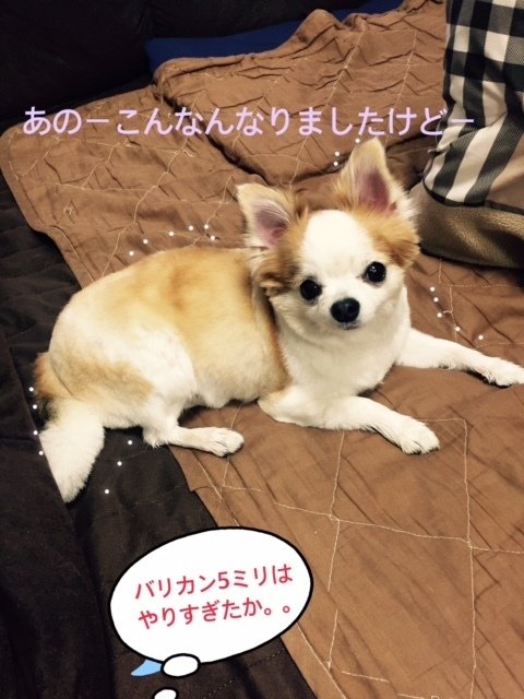 ５ミリバリカン Sorairo Note